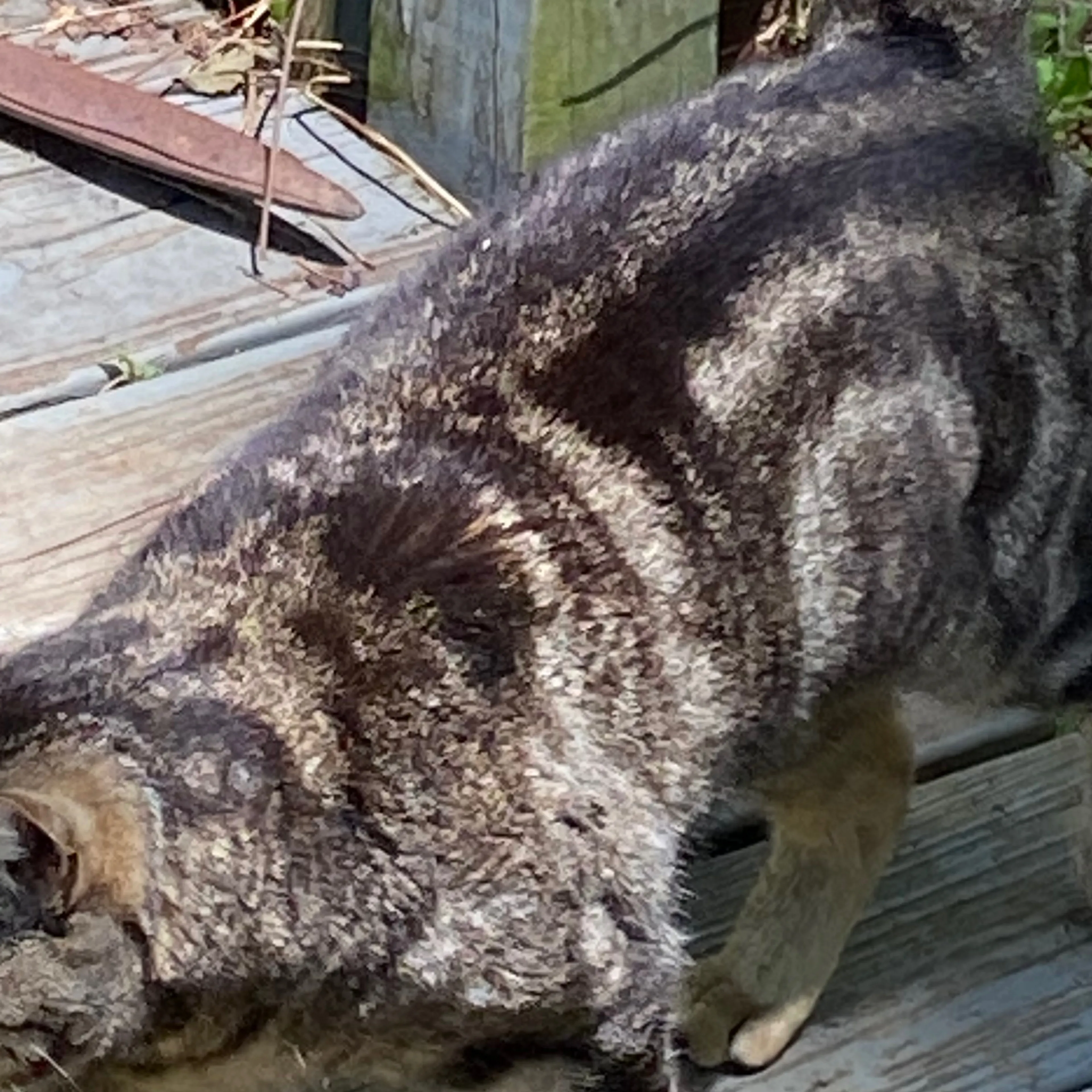 Lost pet-3