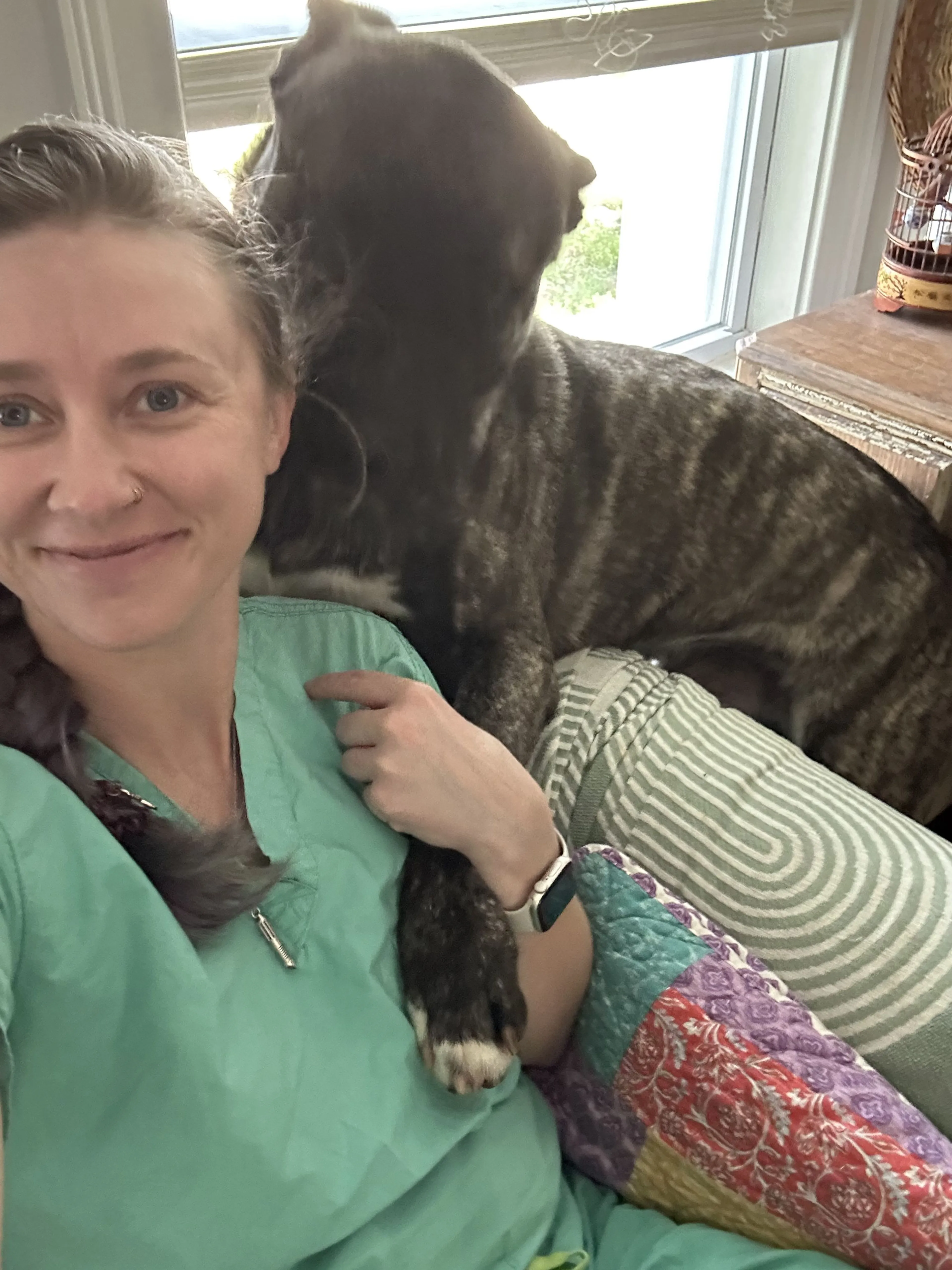 Lost pet-2