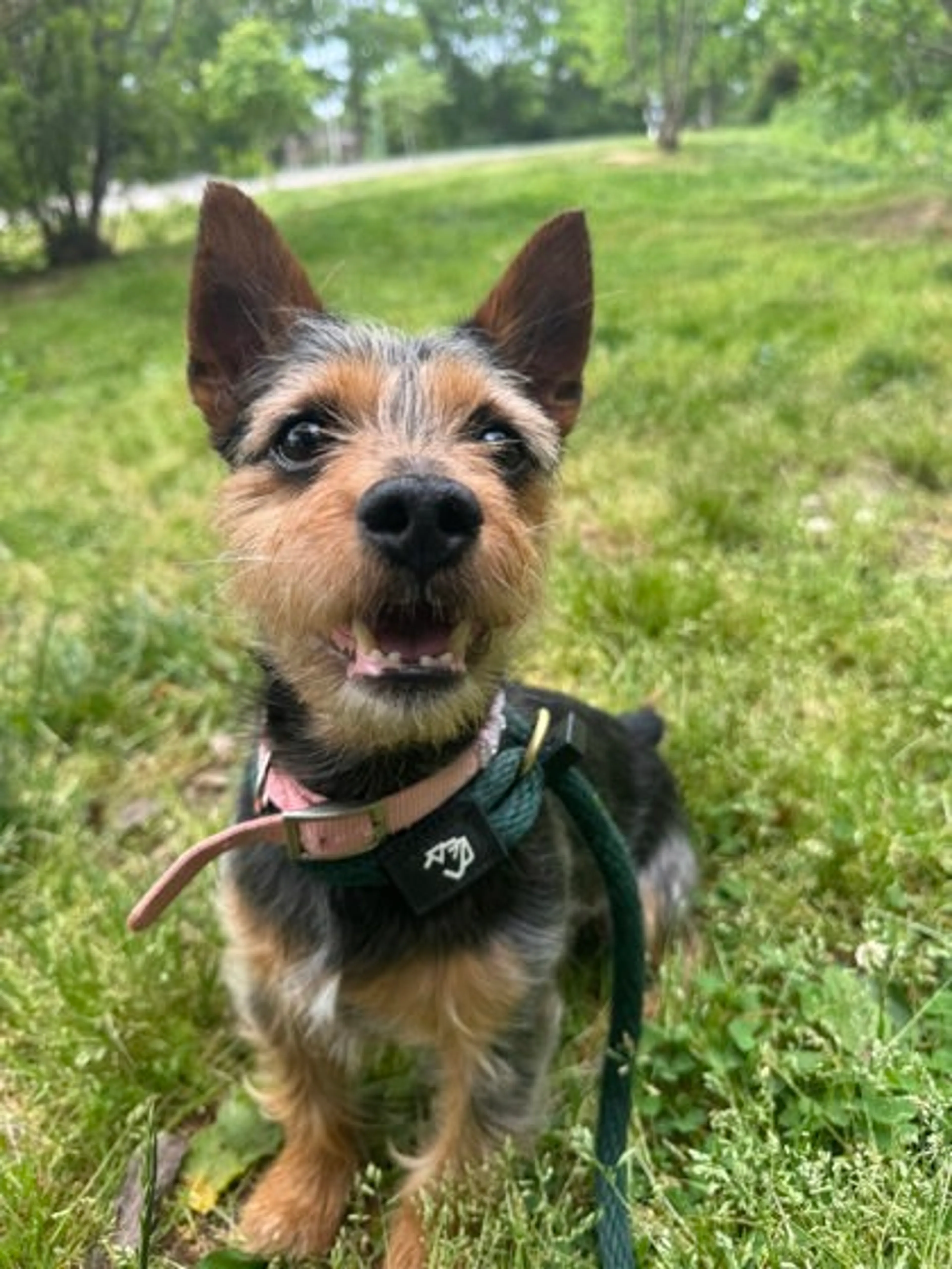 Found pet