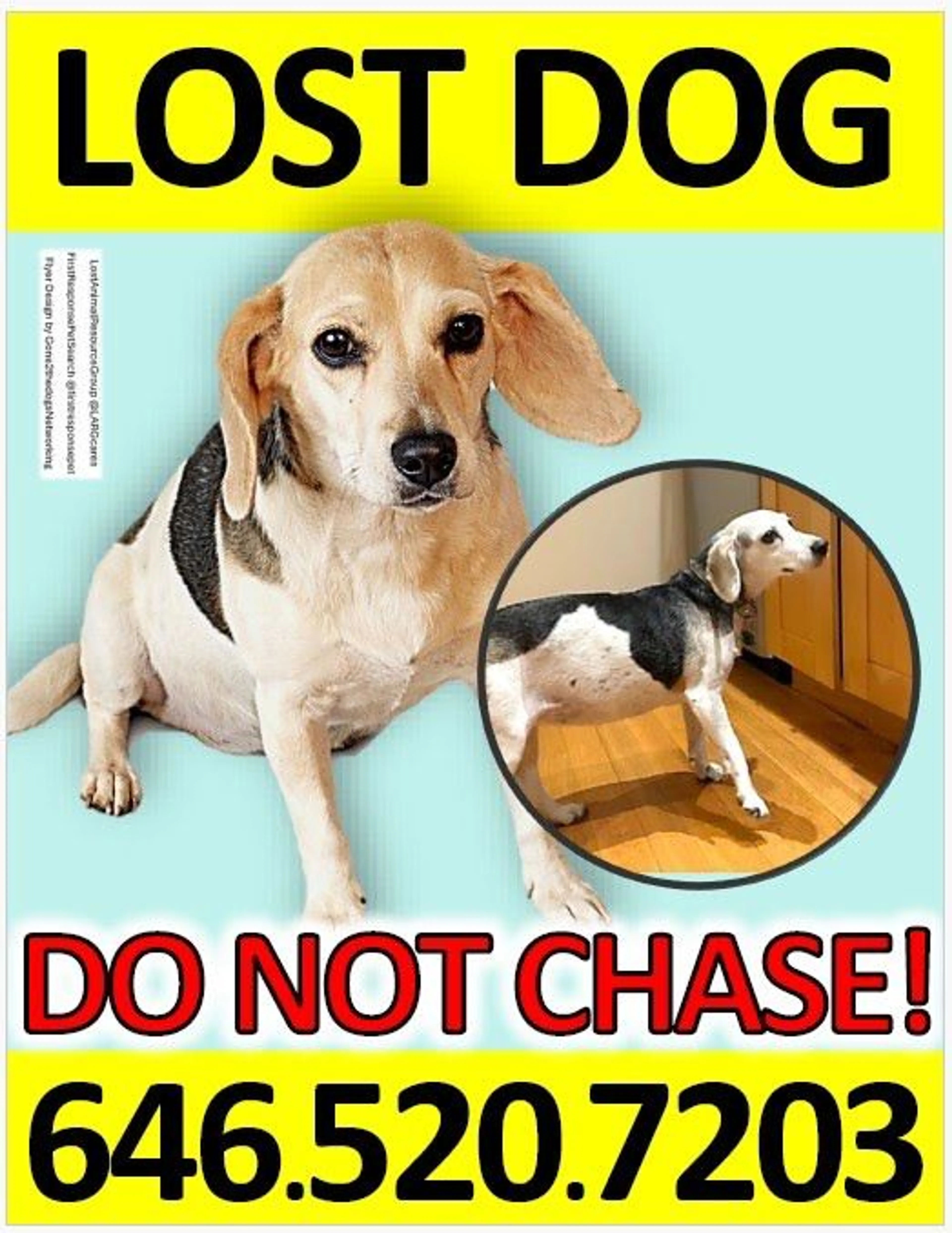 Lost pet