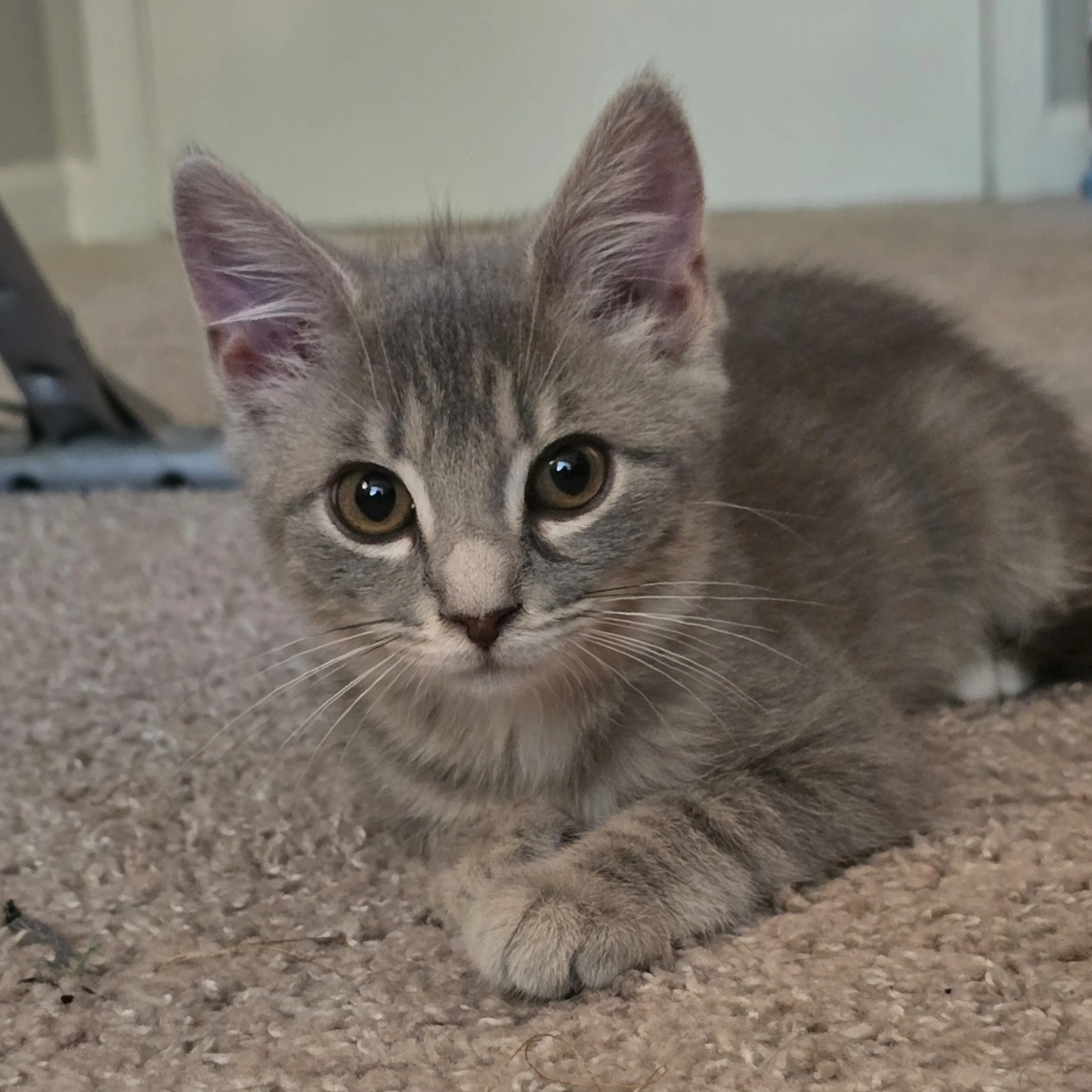 Found pet-0