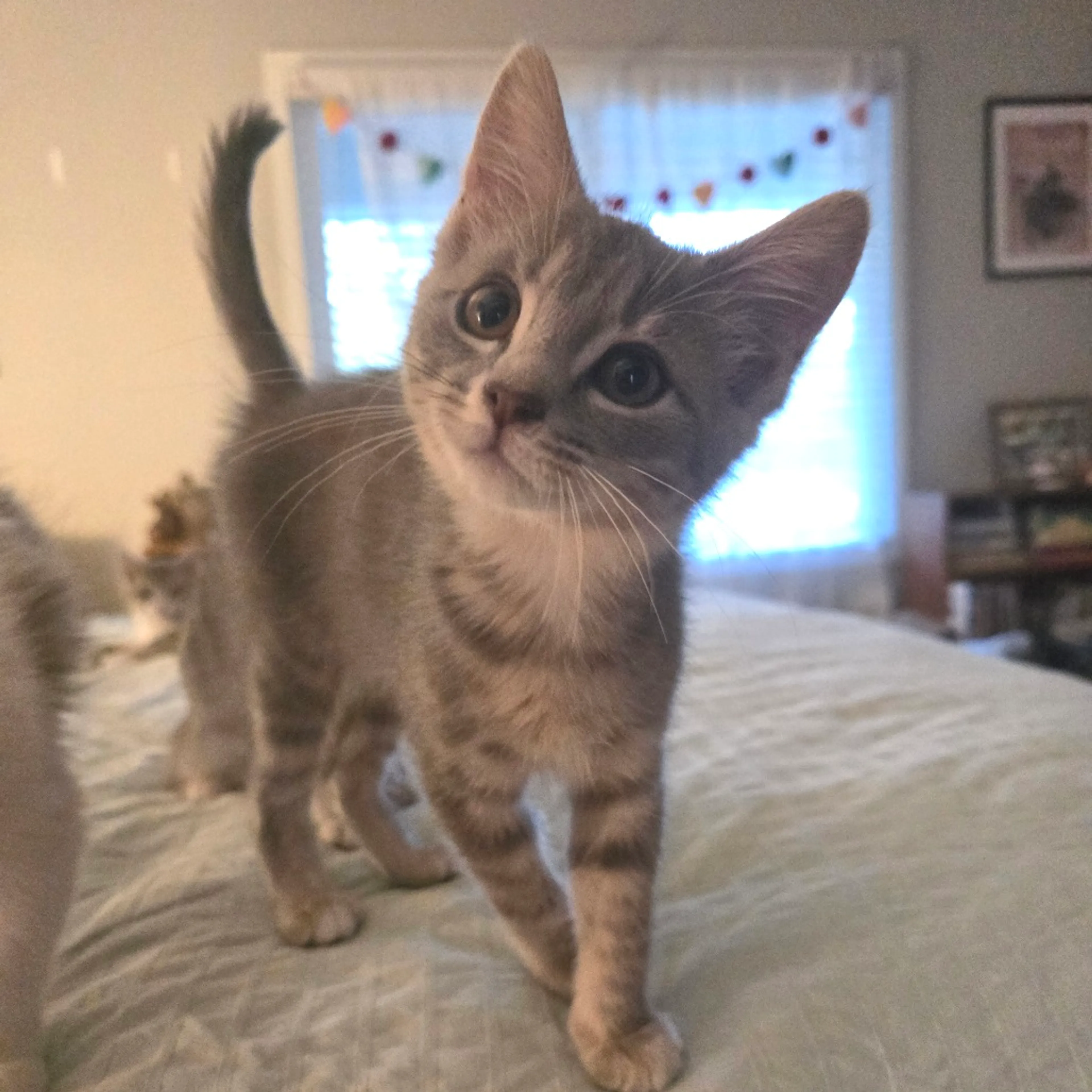 Found pet-2