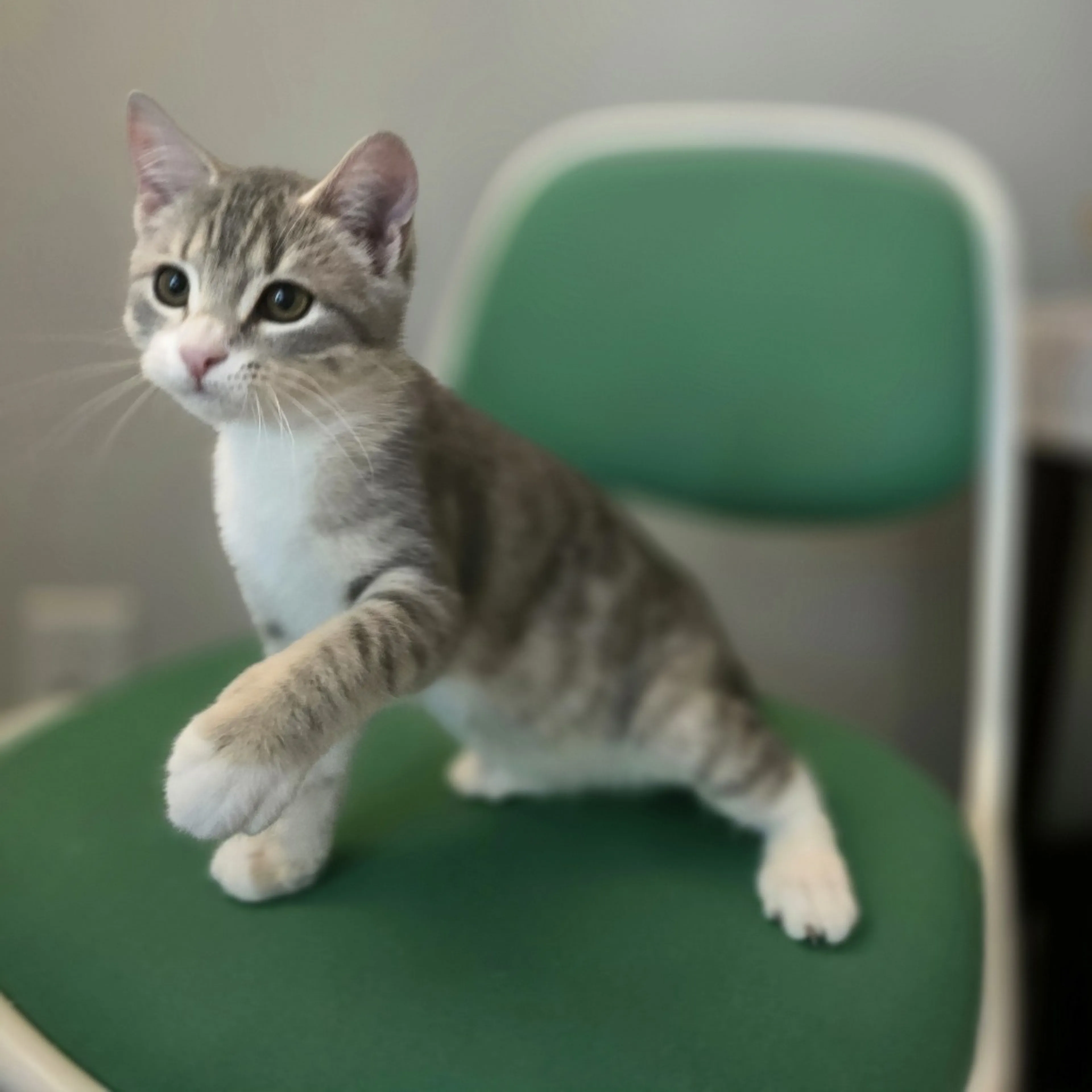 Found pet-1