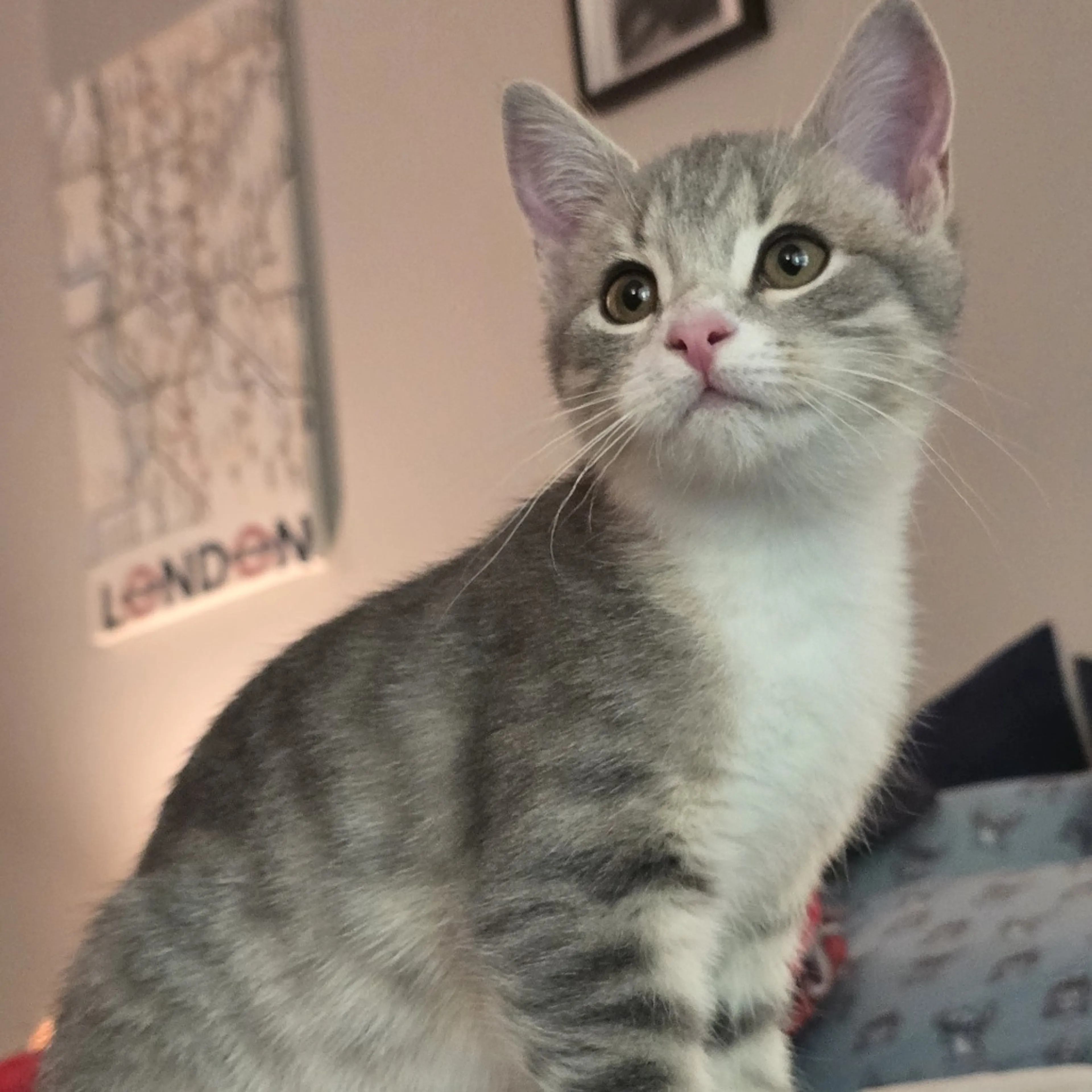 Found pet-0