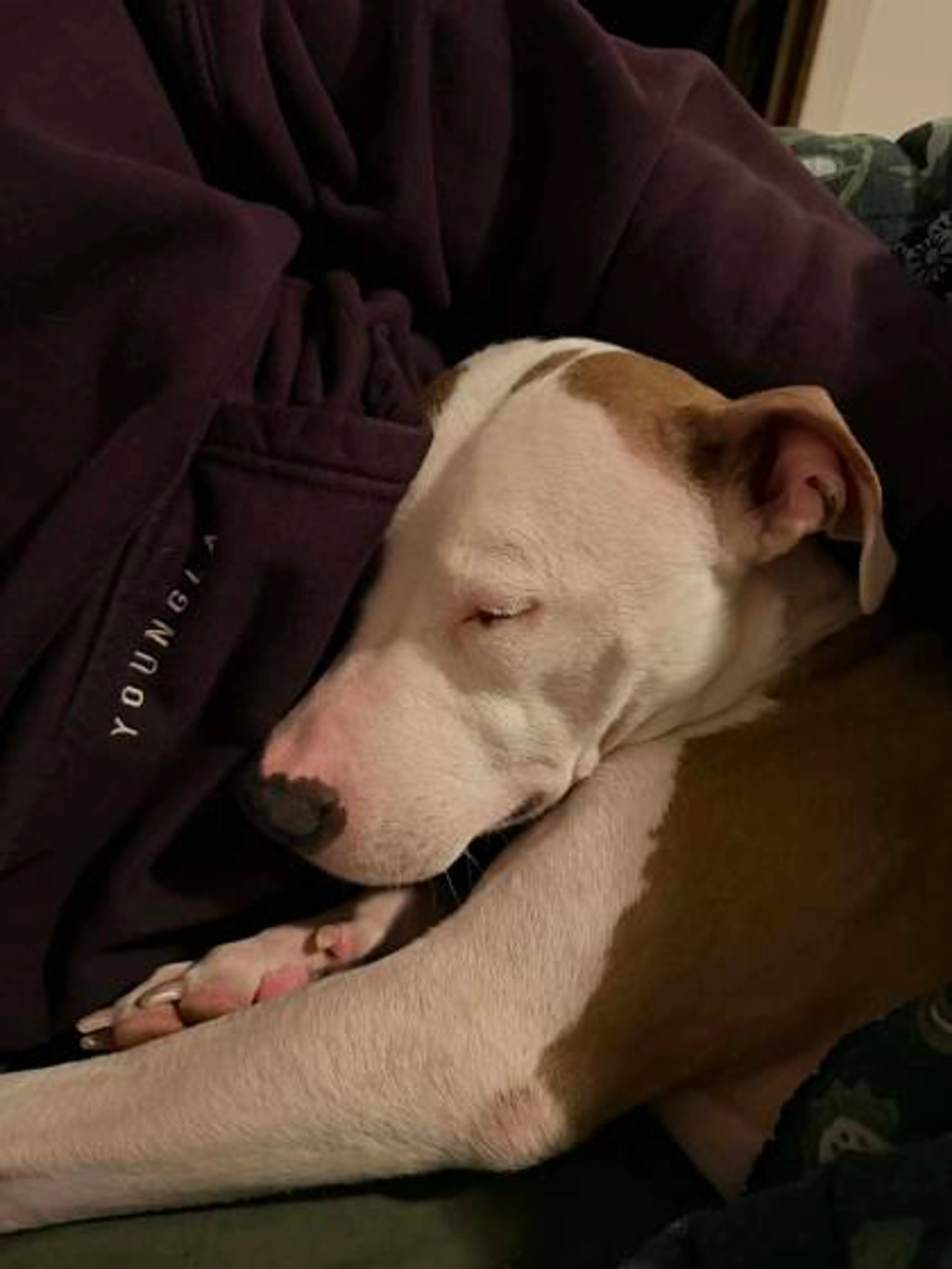 Found pet-2