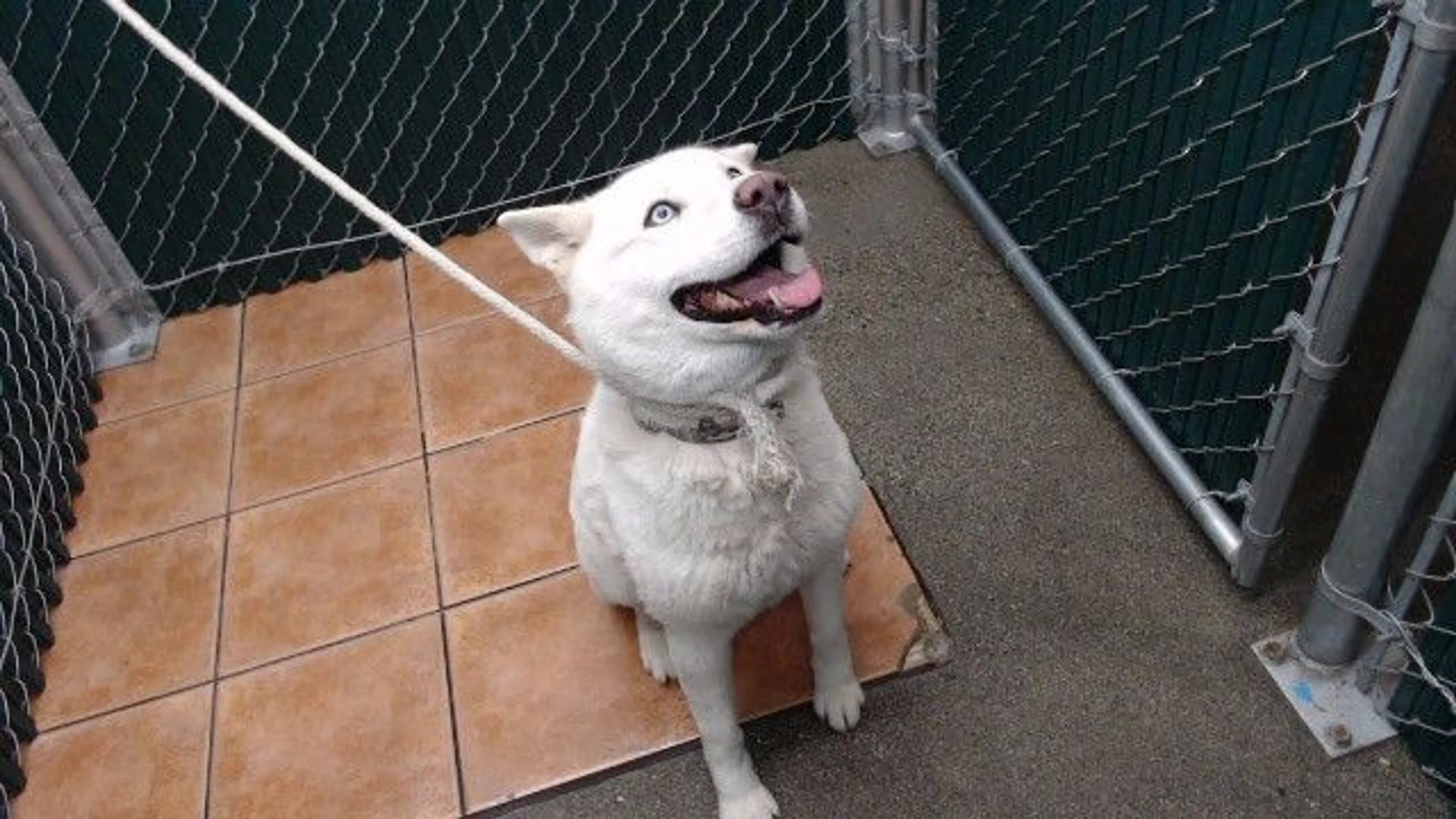 Found pet