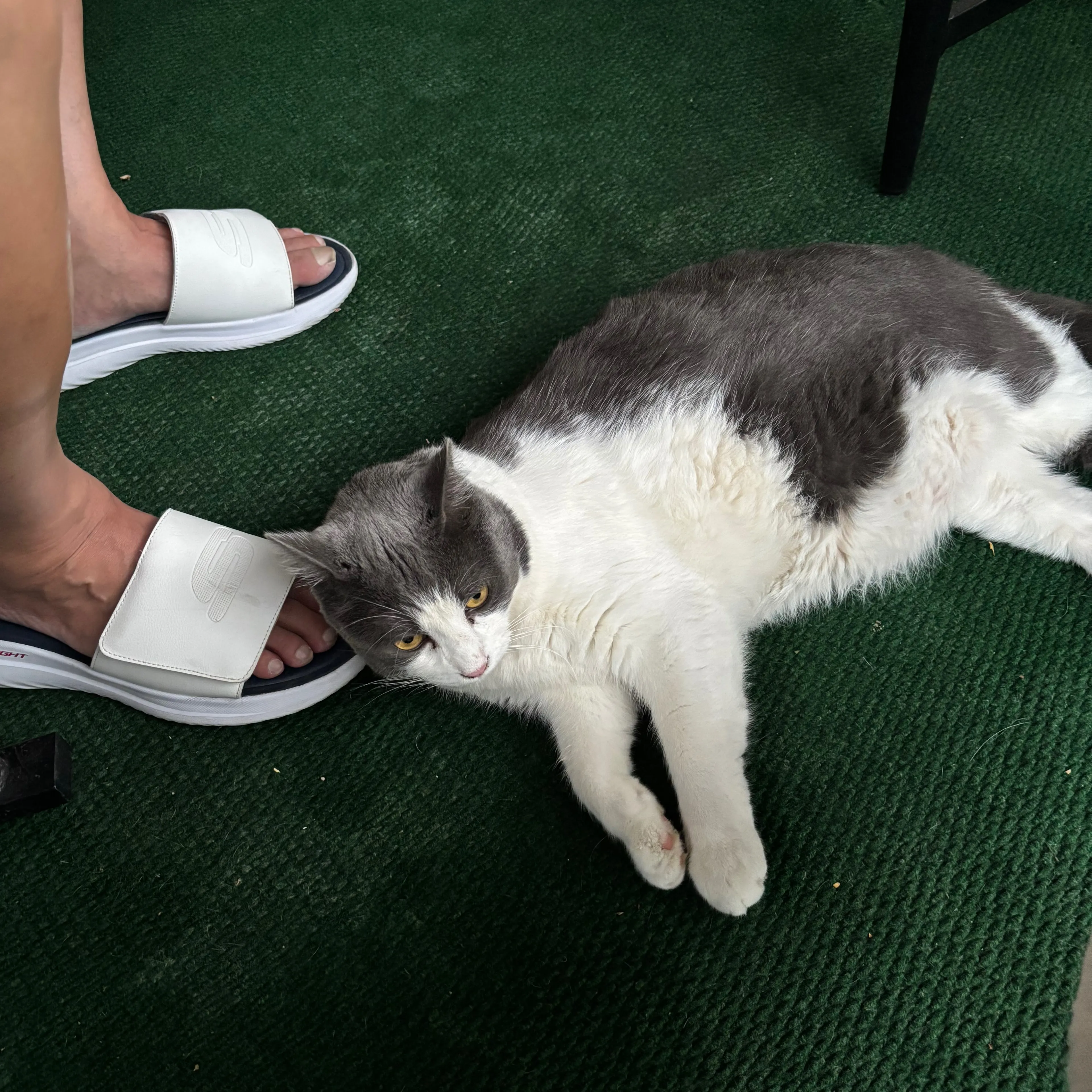 Lost pet-3