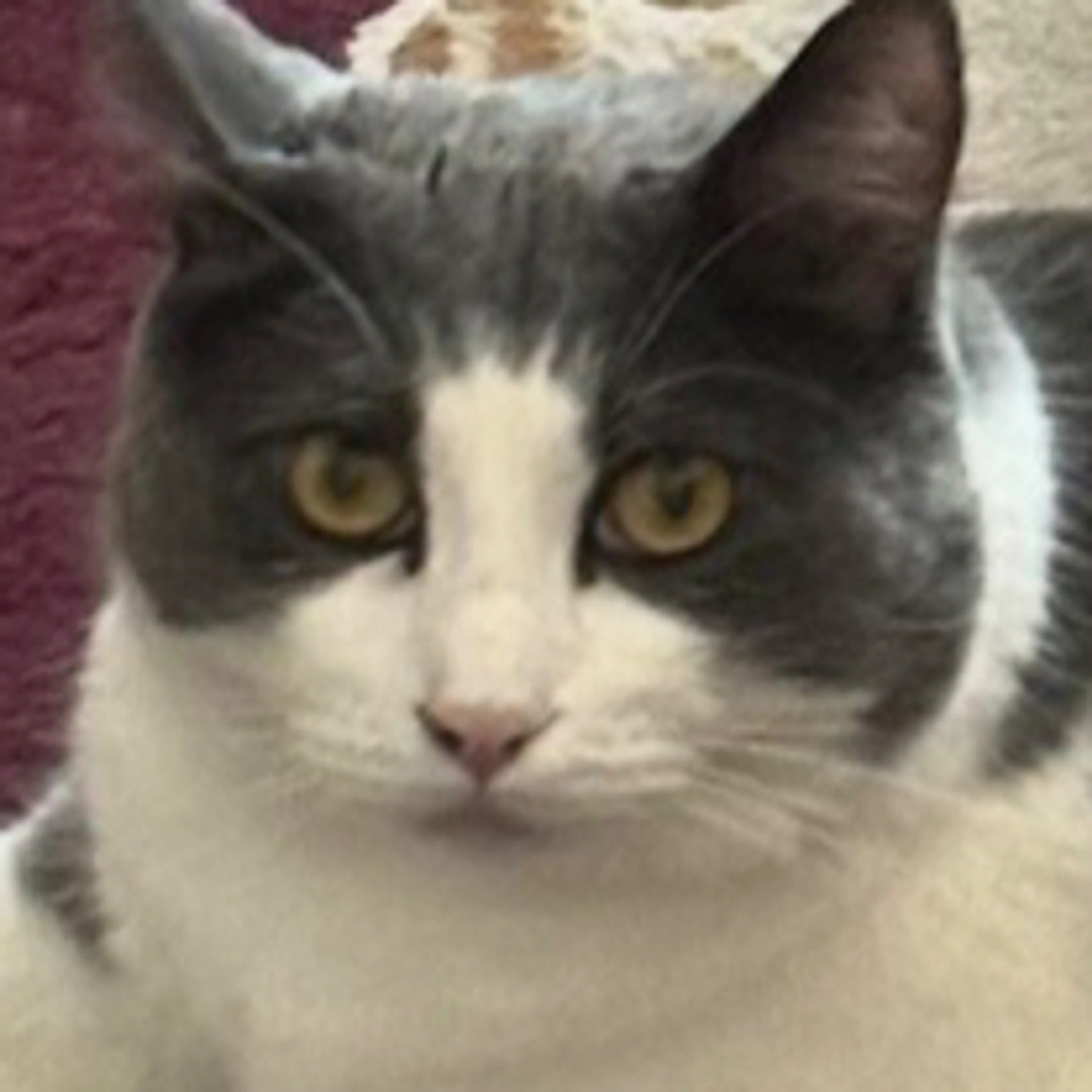 Lost pet-2