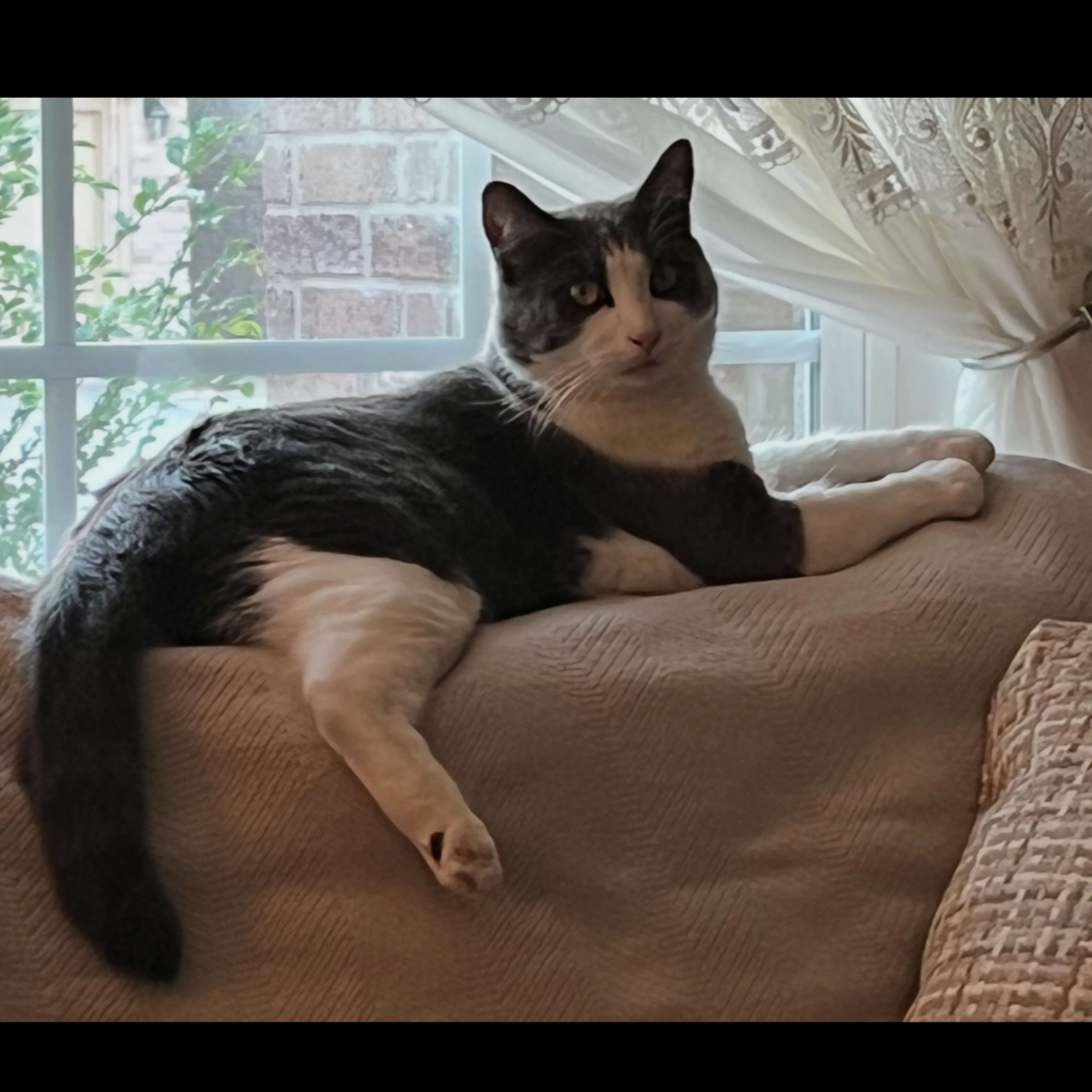Lost pet-0