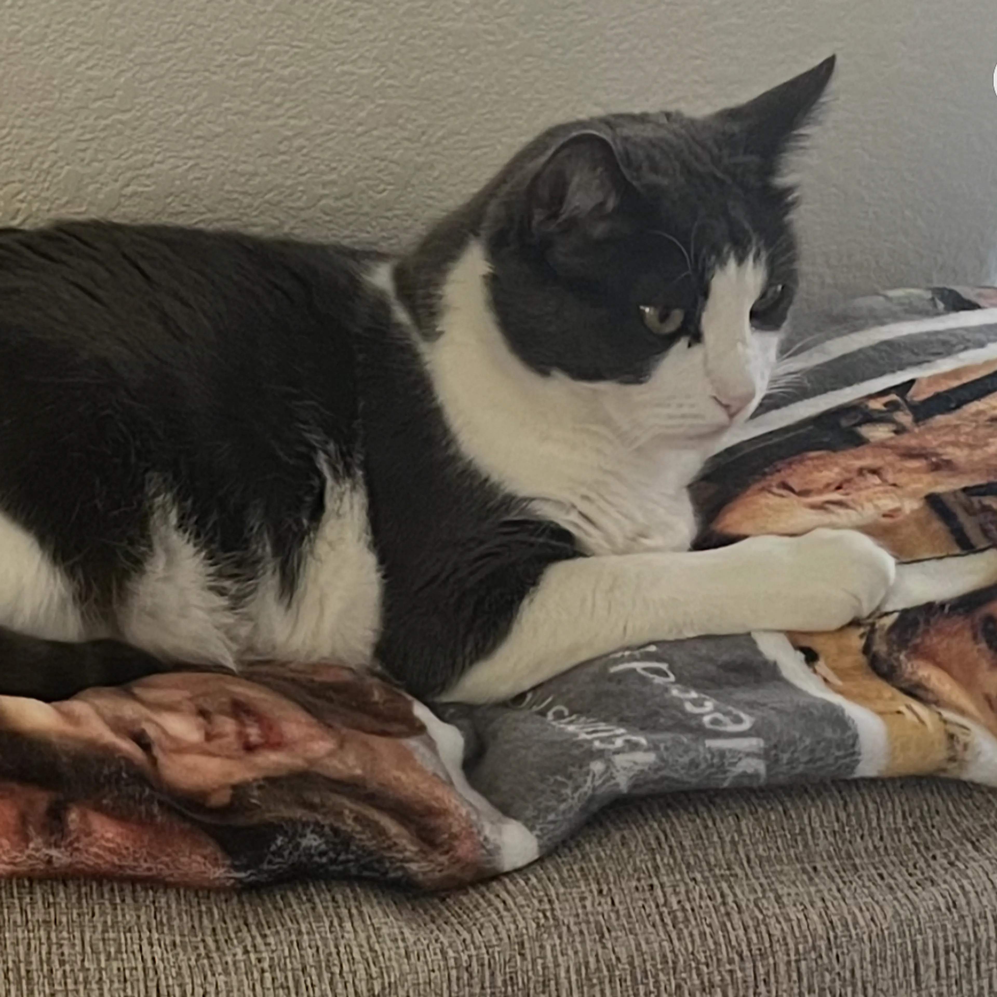Lost pet-1