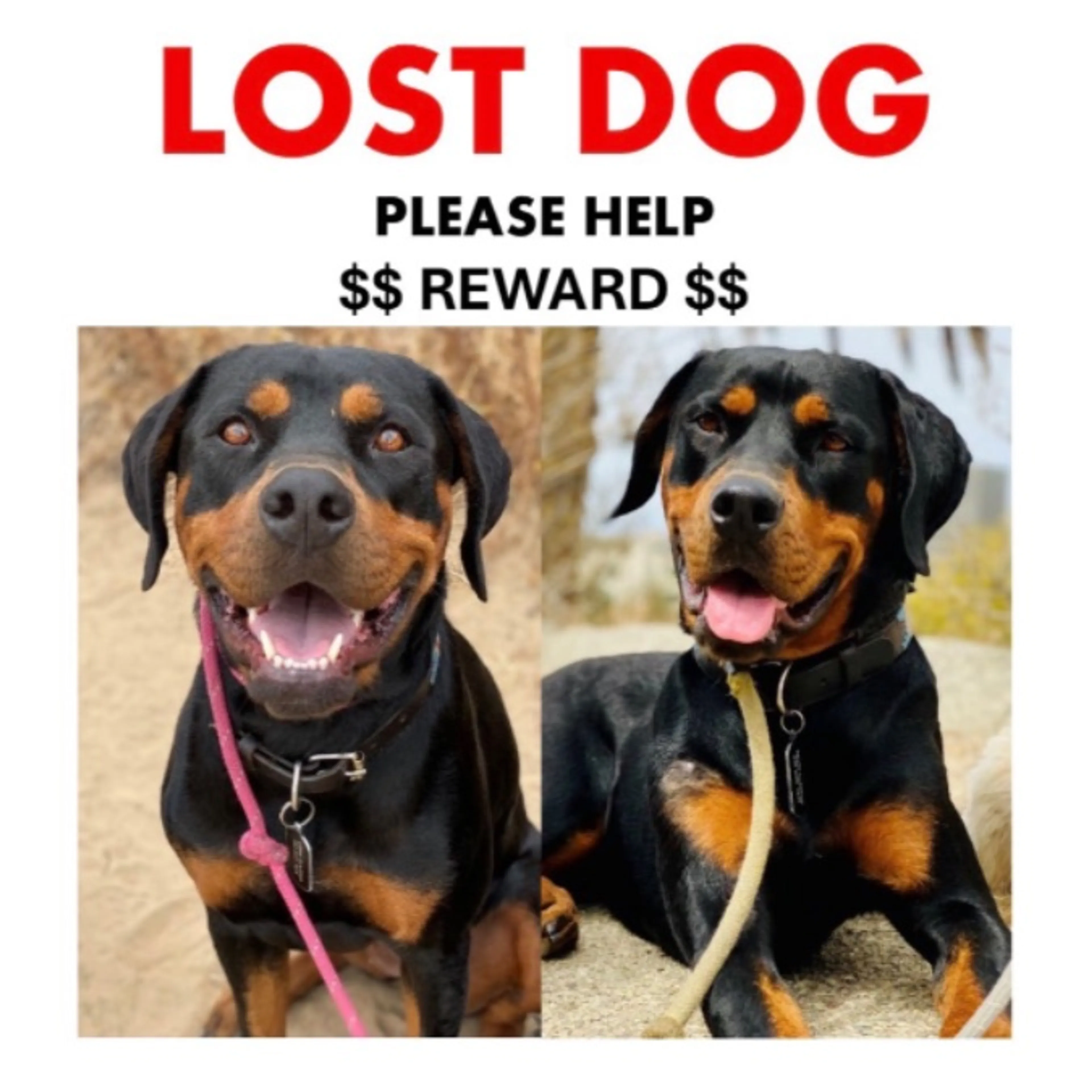 Lost pet