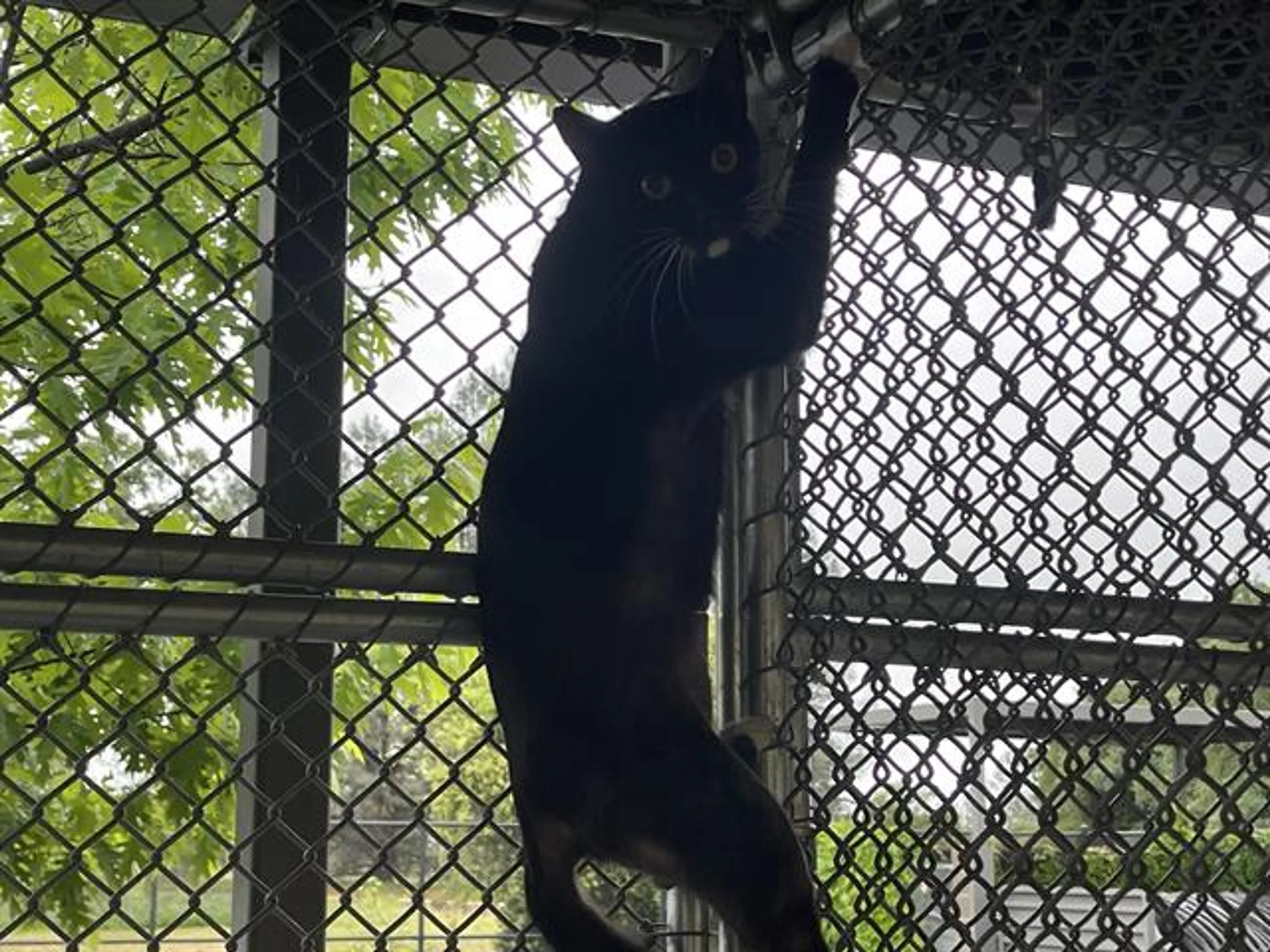 Found pet