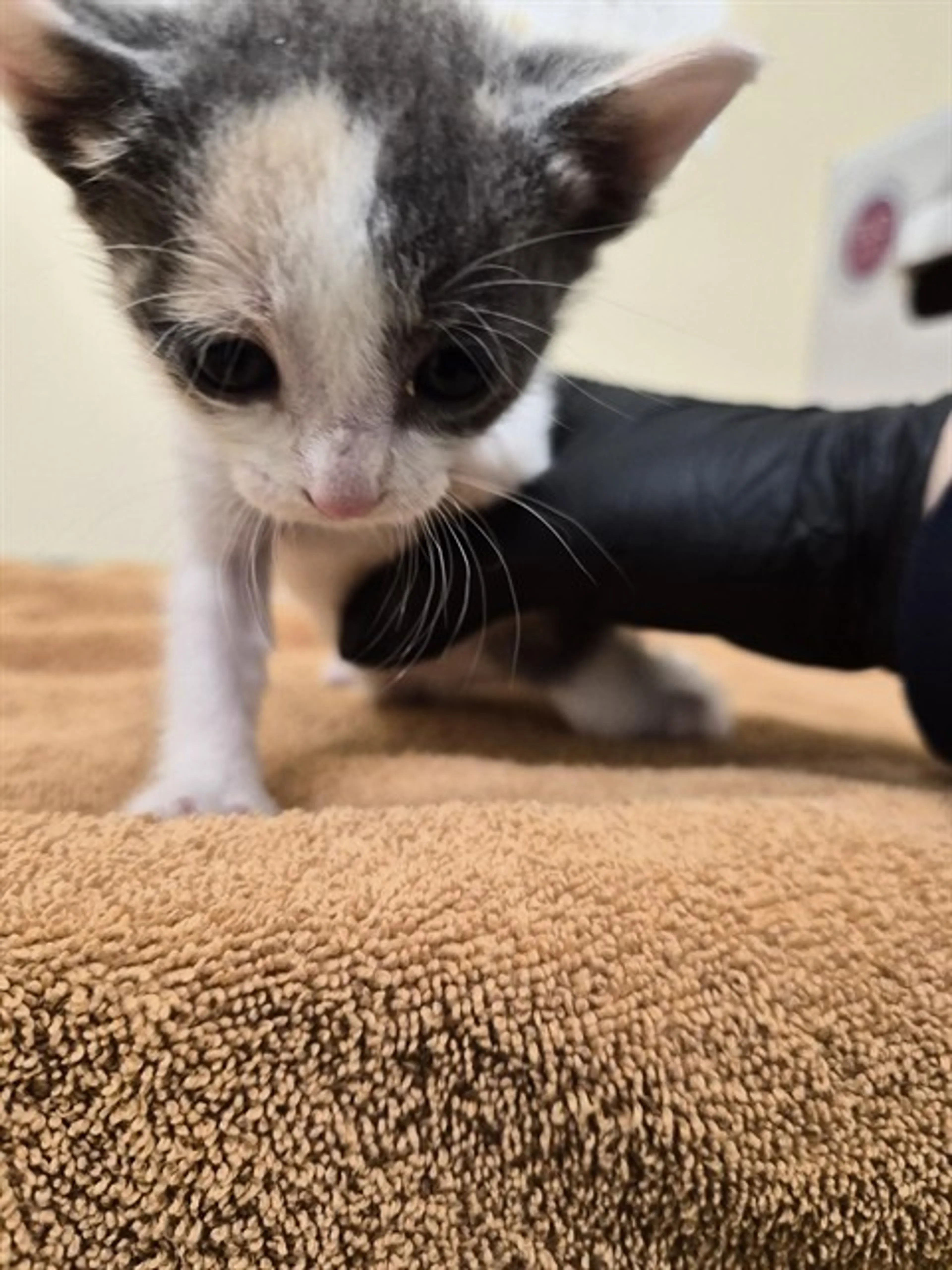 Found pet
