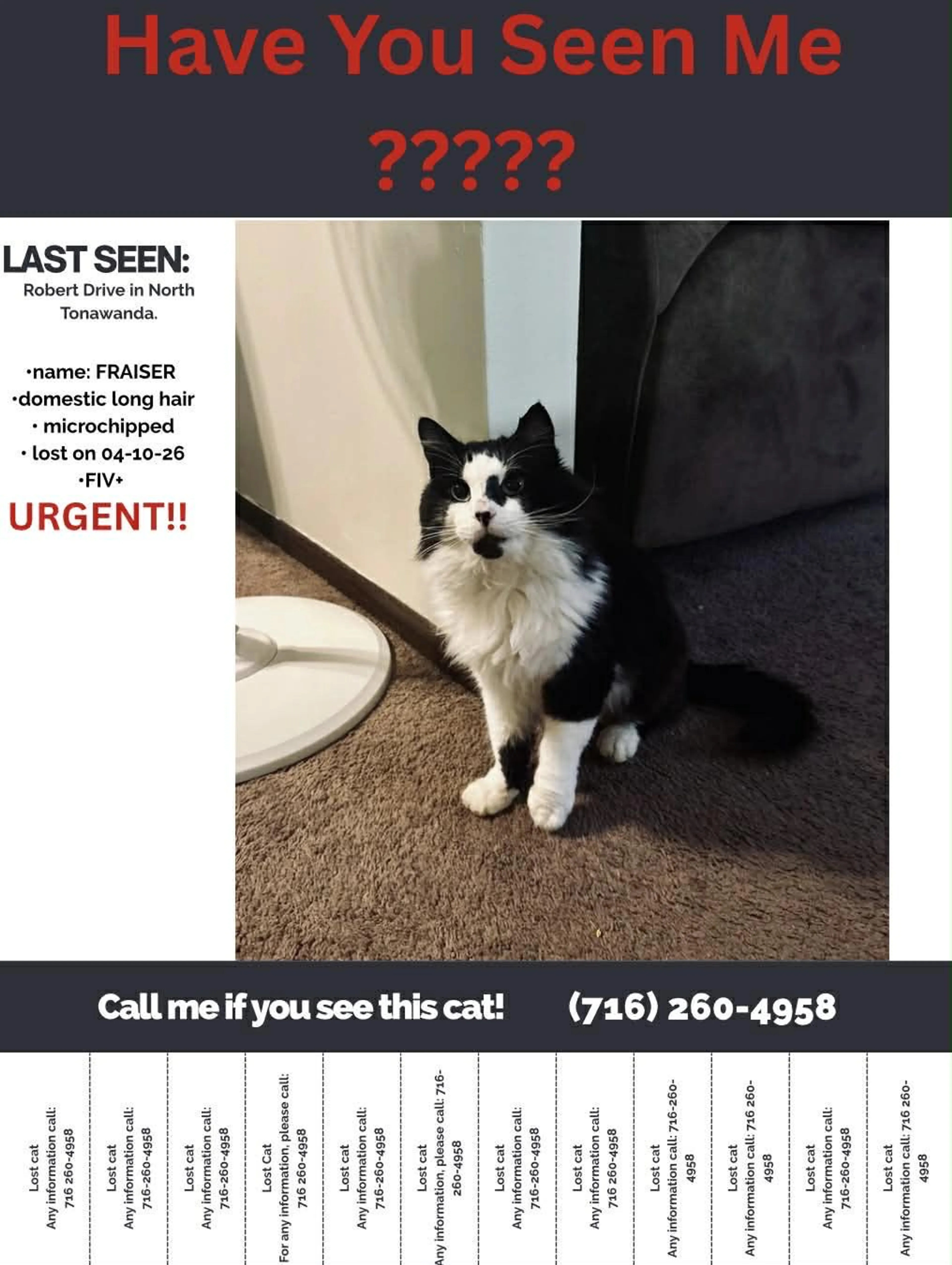 Lost pet-3
