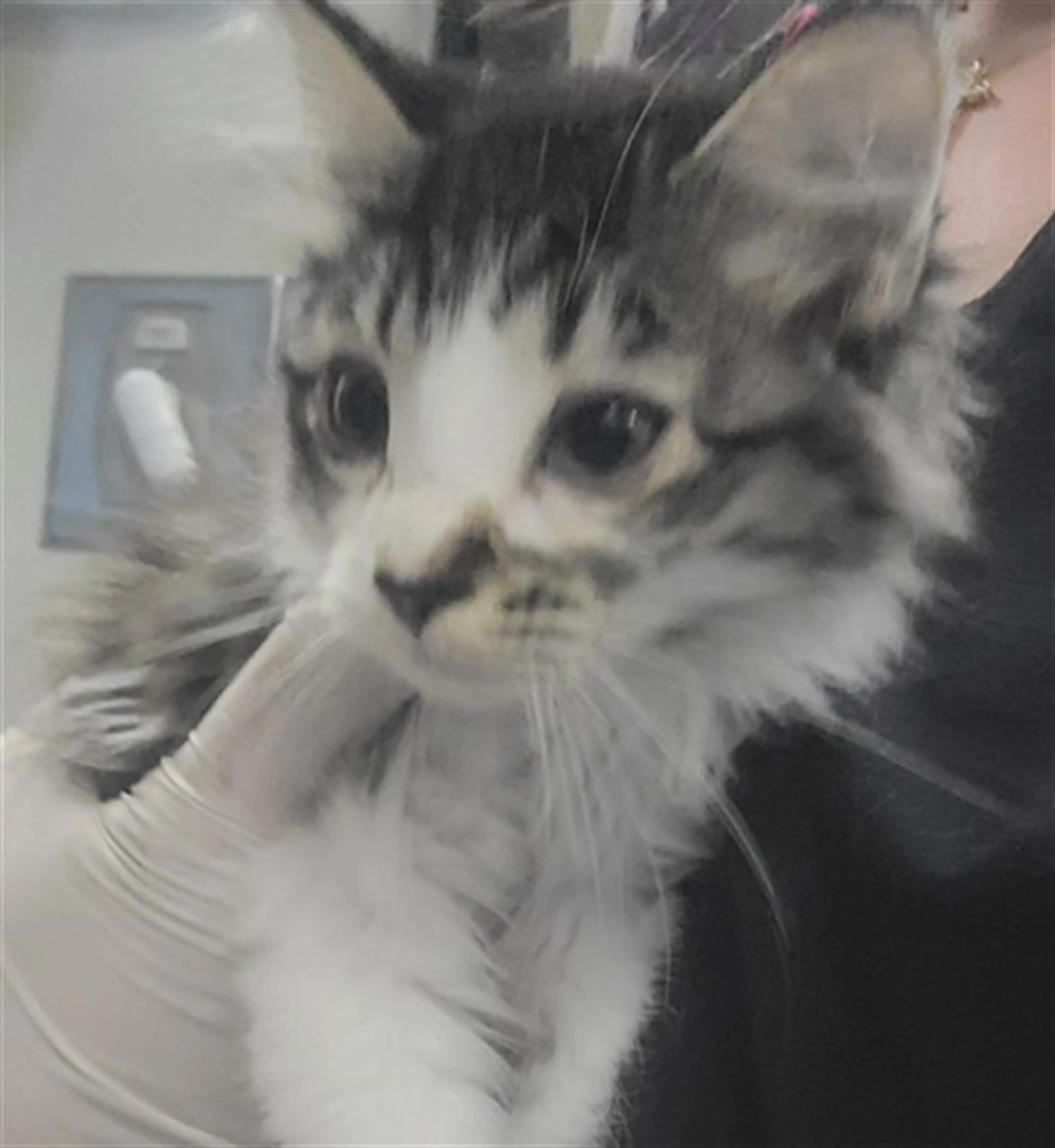 Found pet