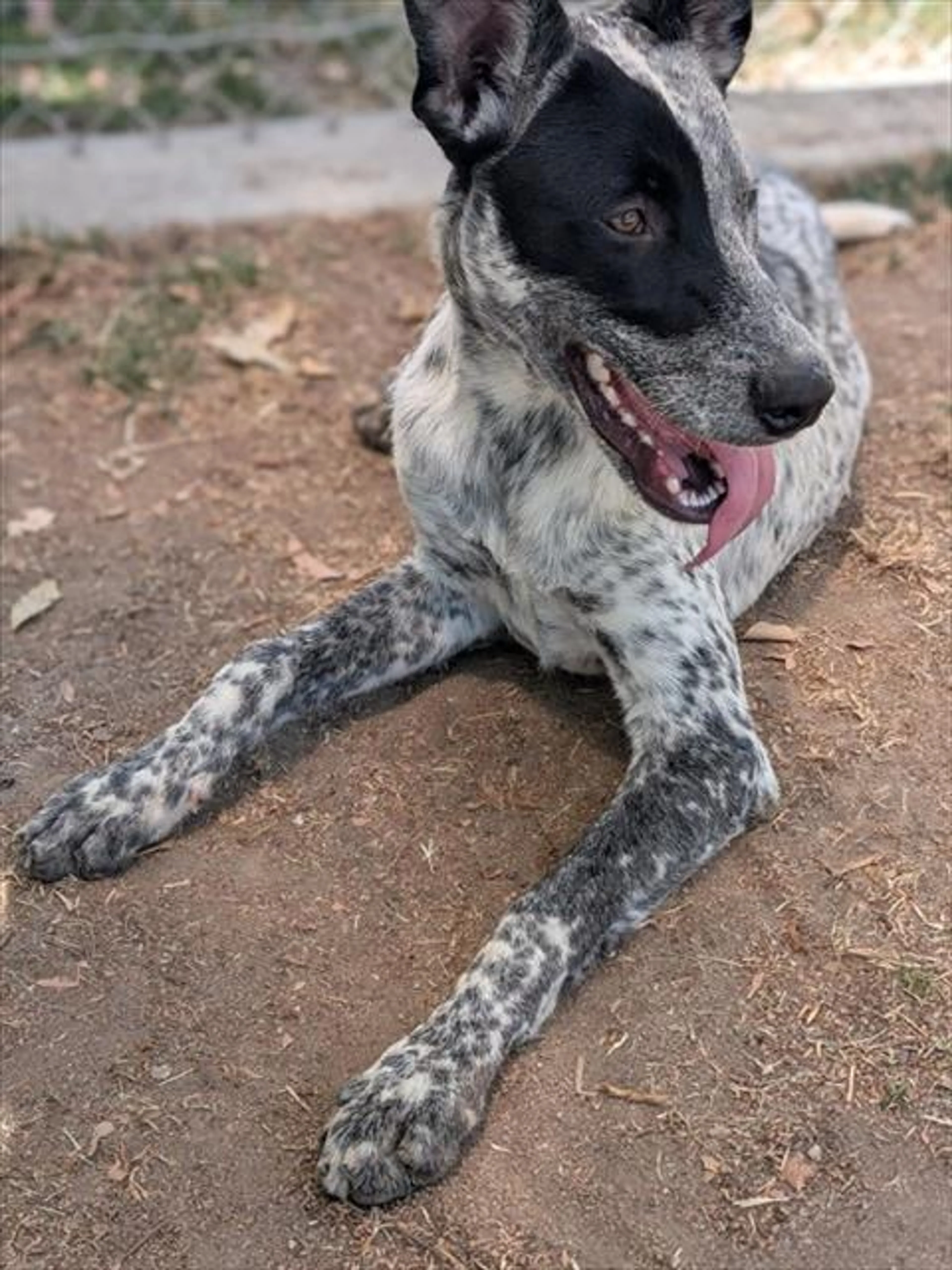Found pet
