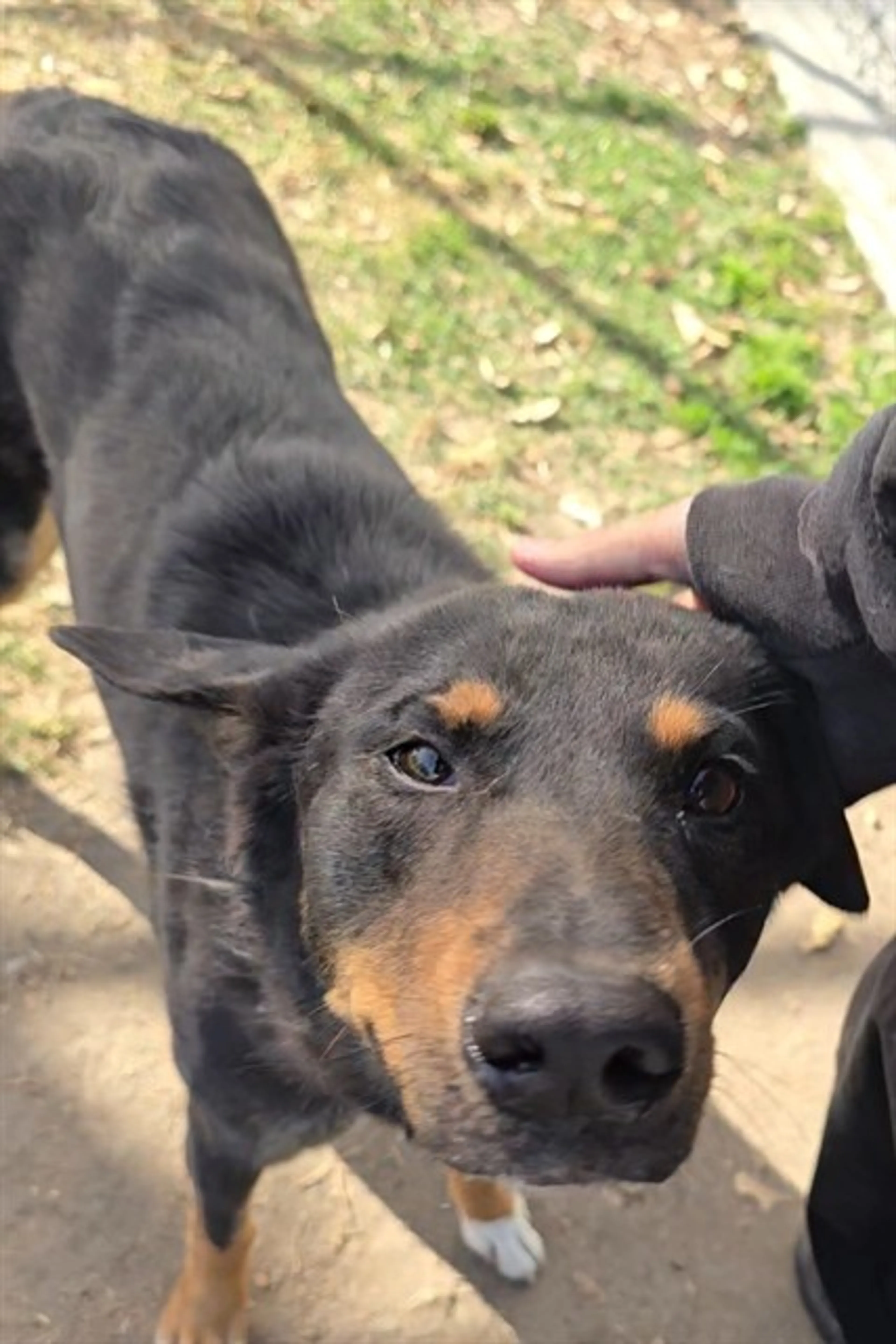 Found pet