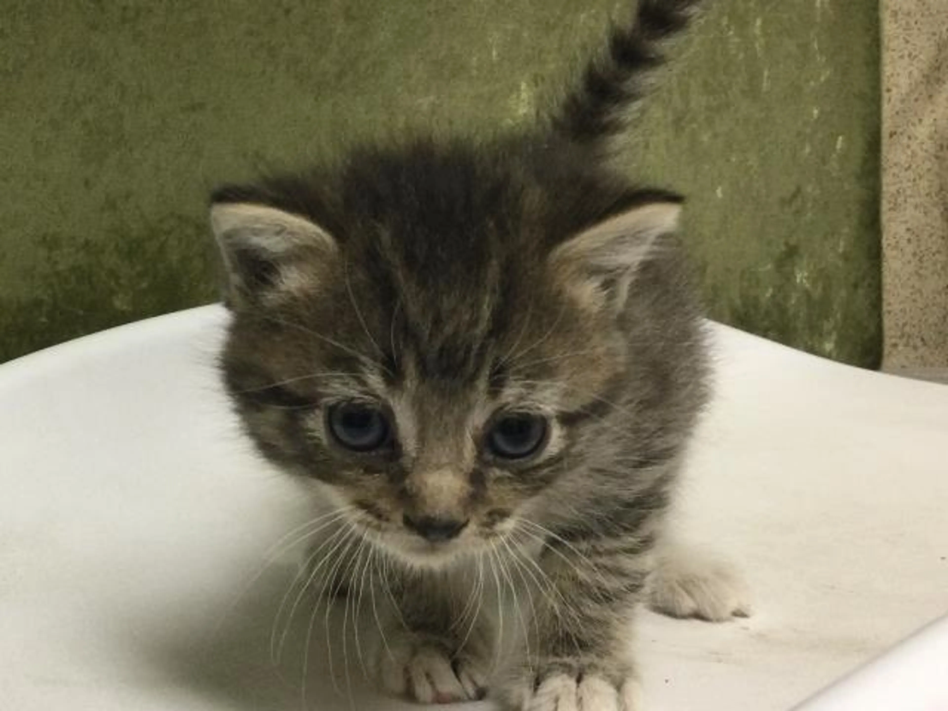 Found pet