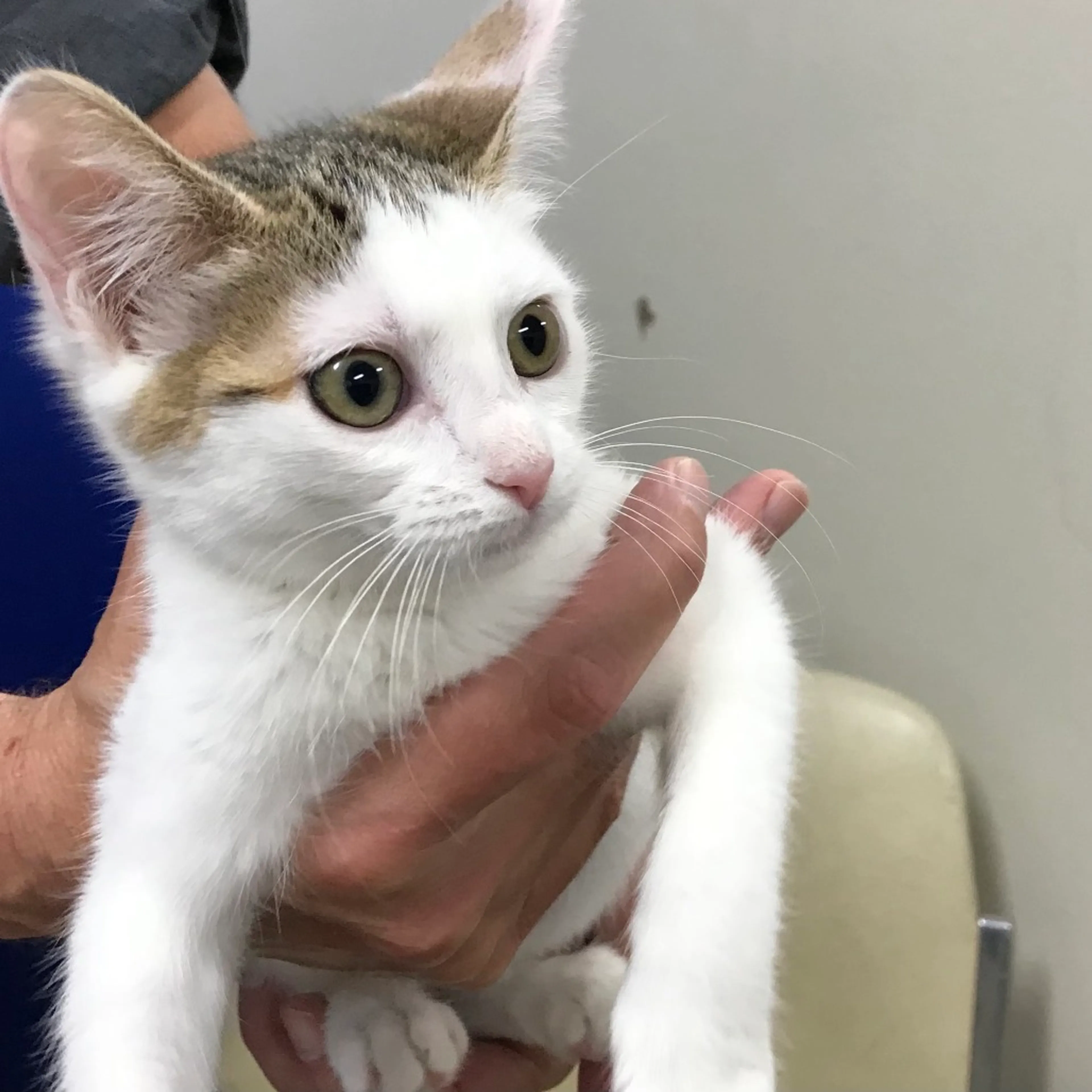 Found pet