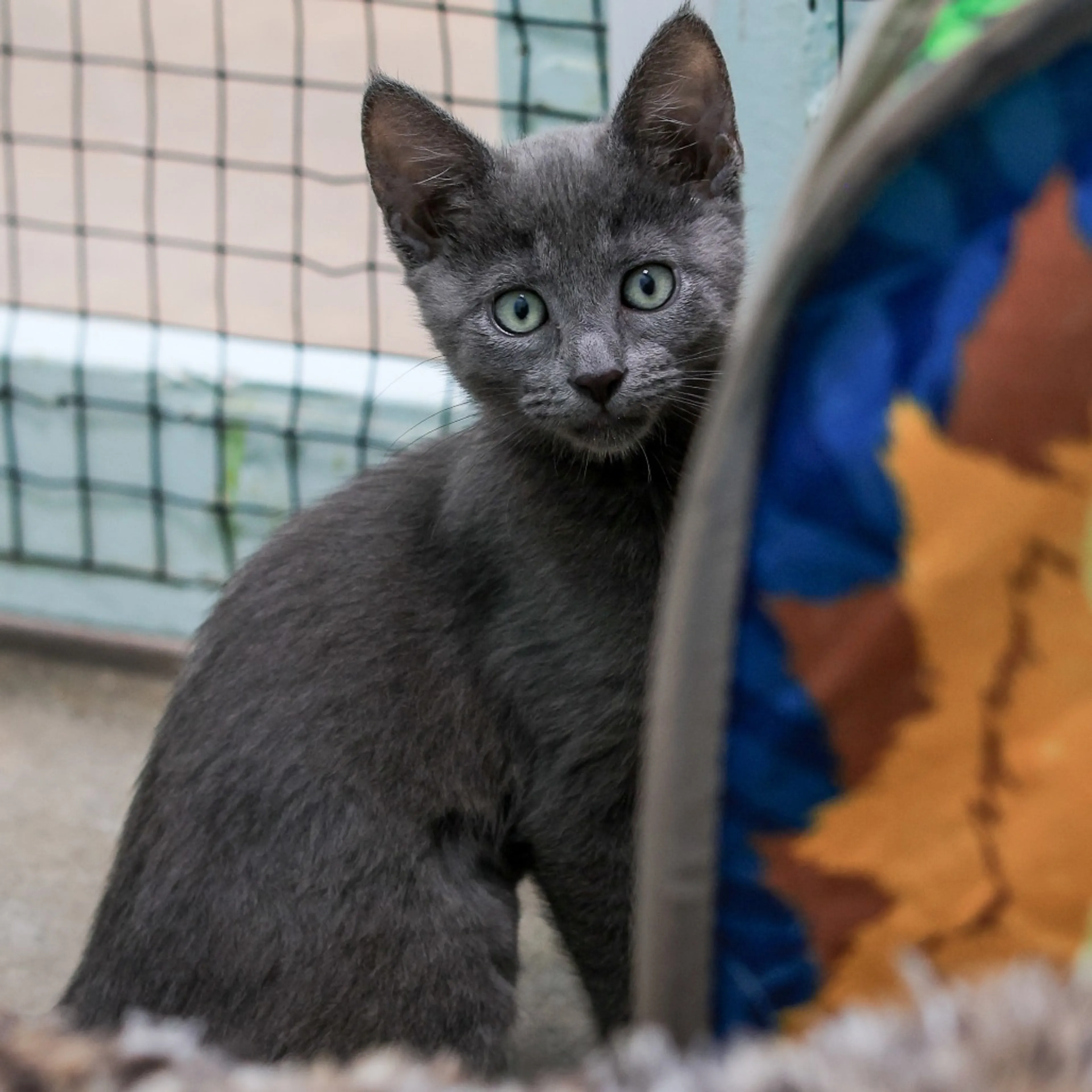 Found pet-1