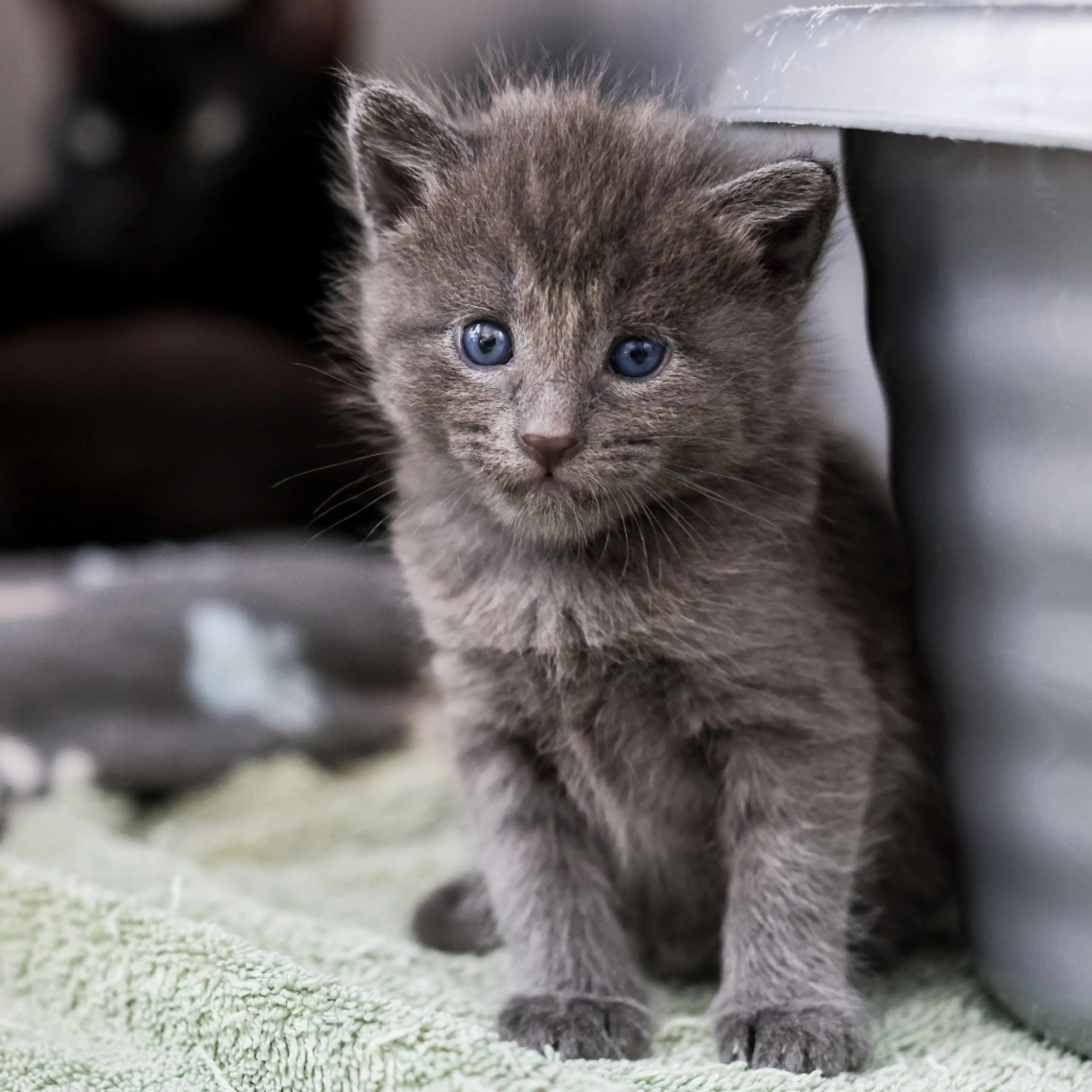 Found pet-3