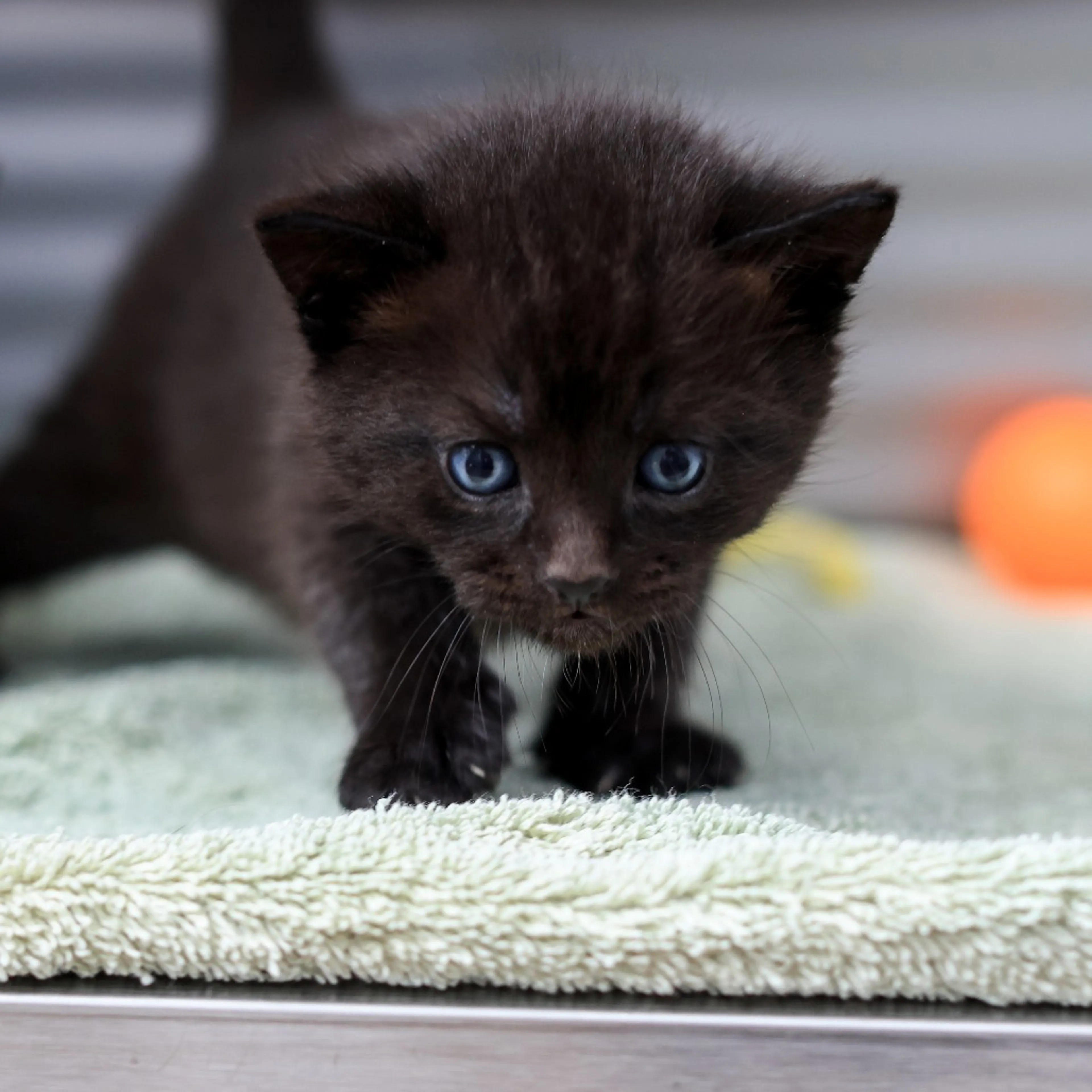 Found pet-2