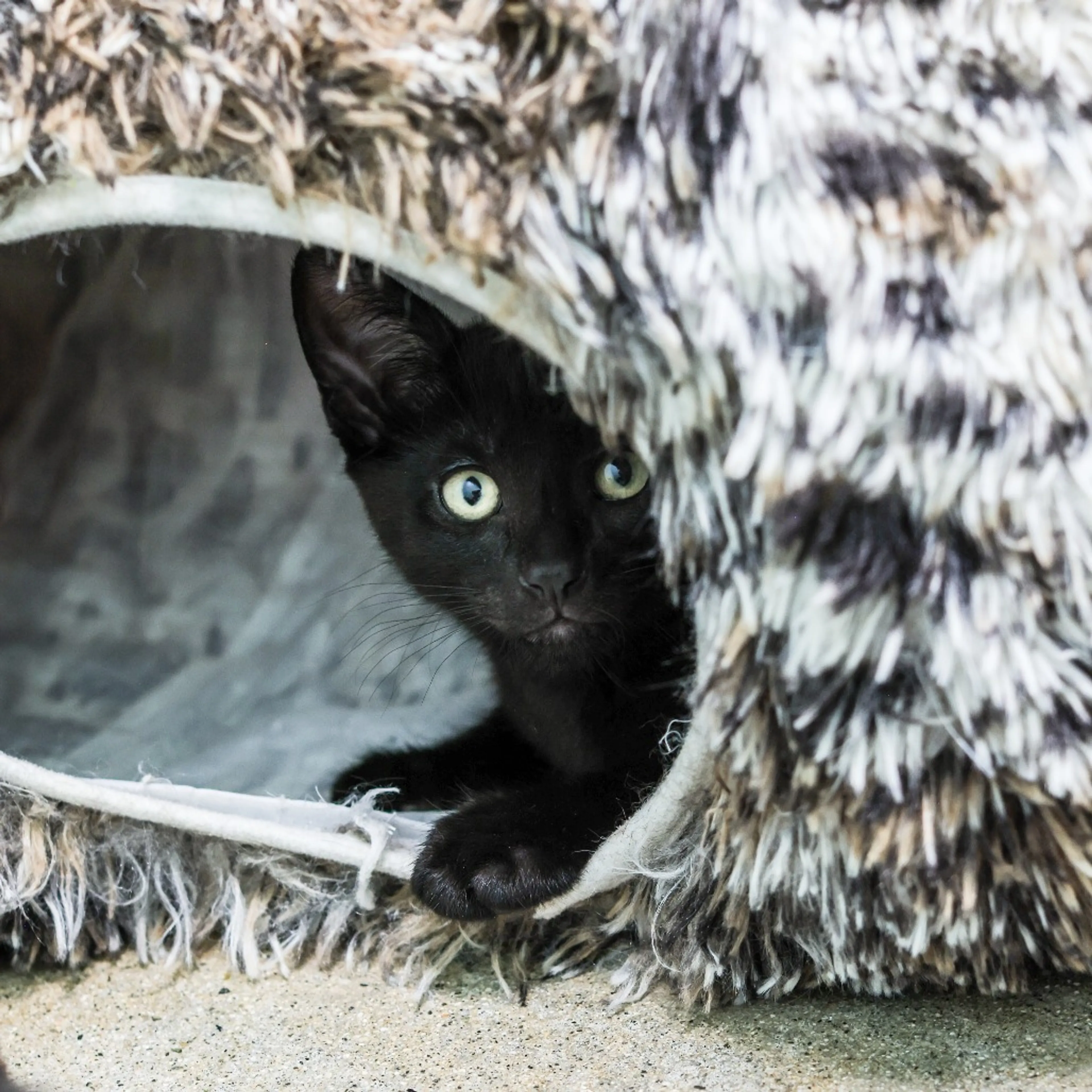 Found pet-1