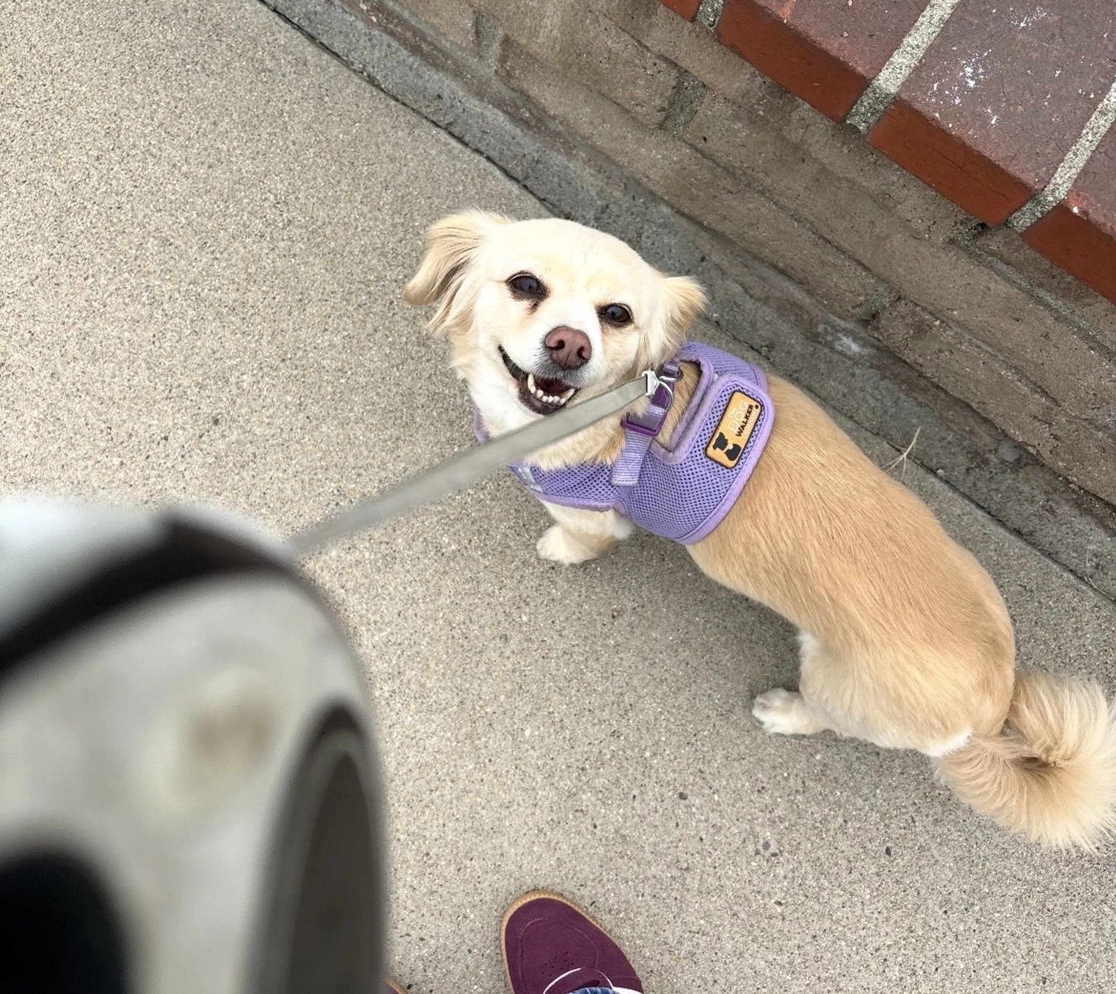 Lost pet-1