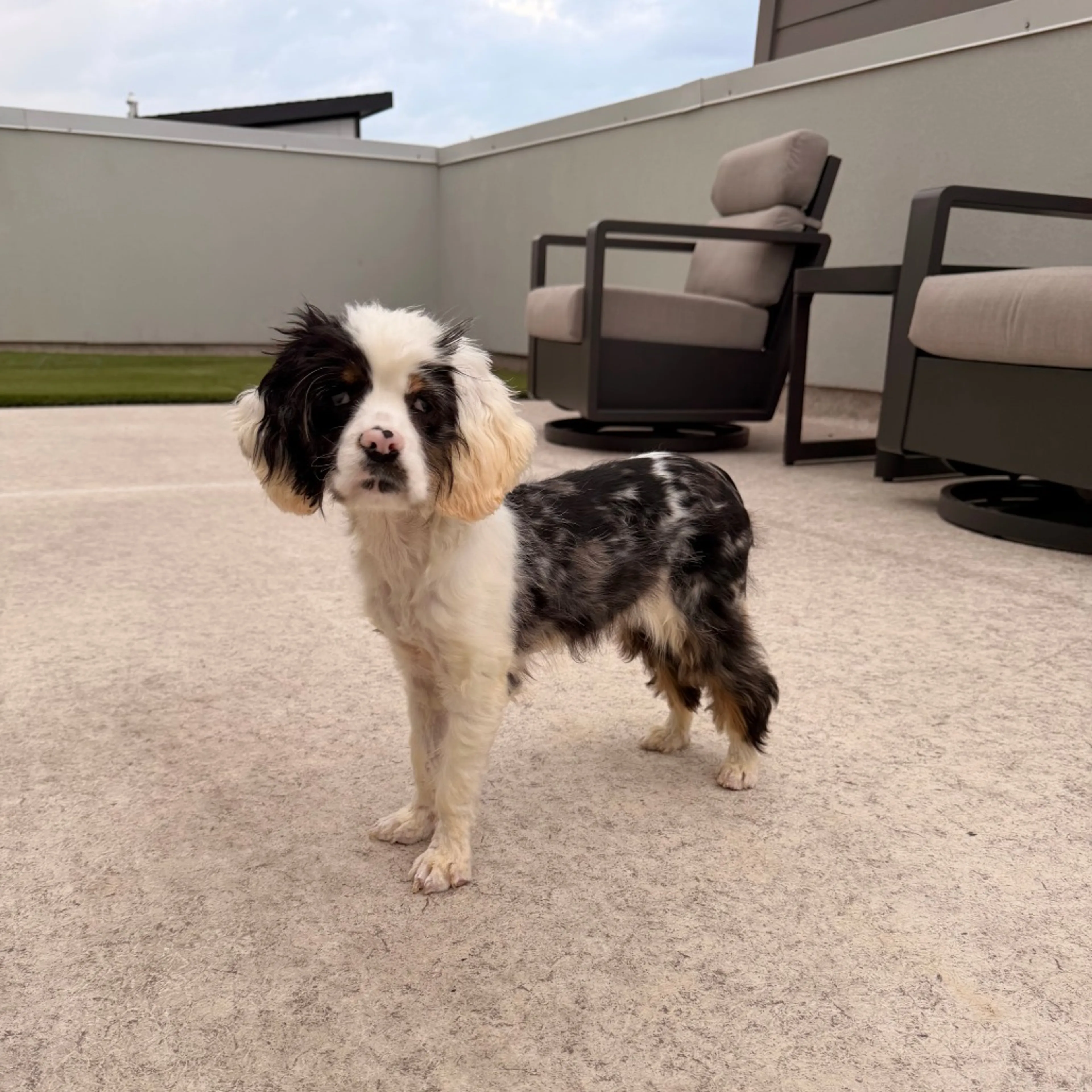 Found pet-7