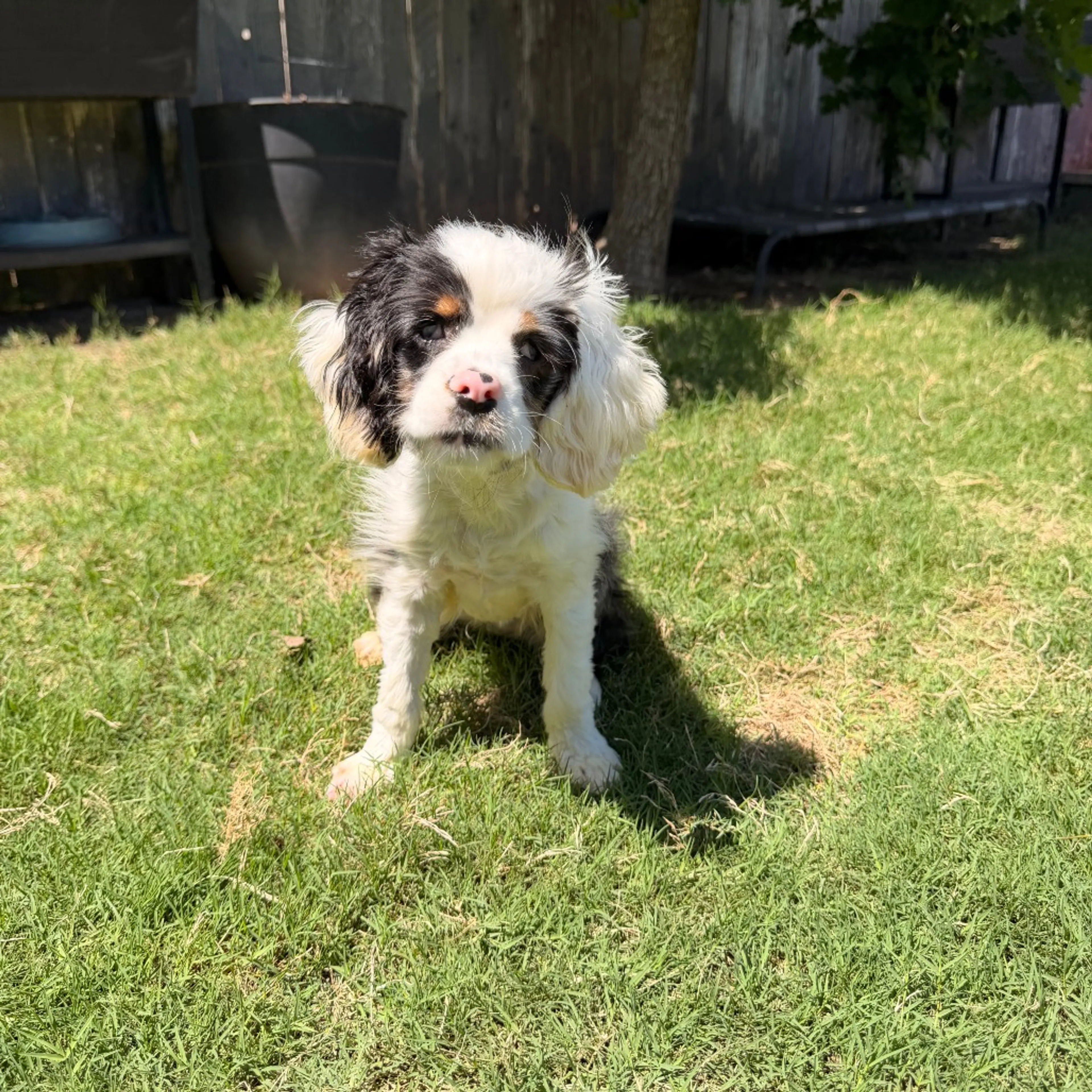 Found pet-10