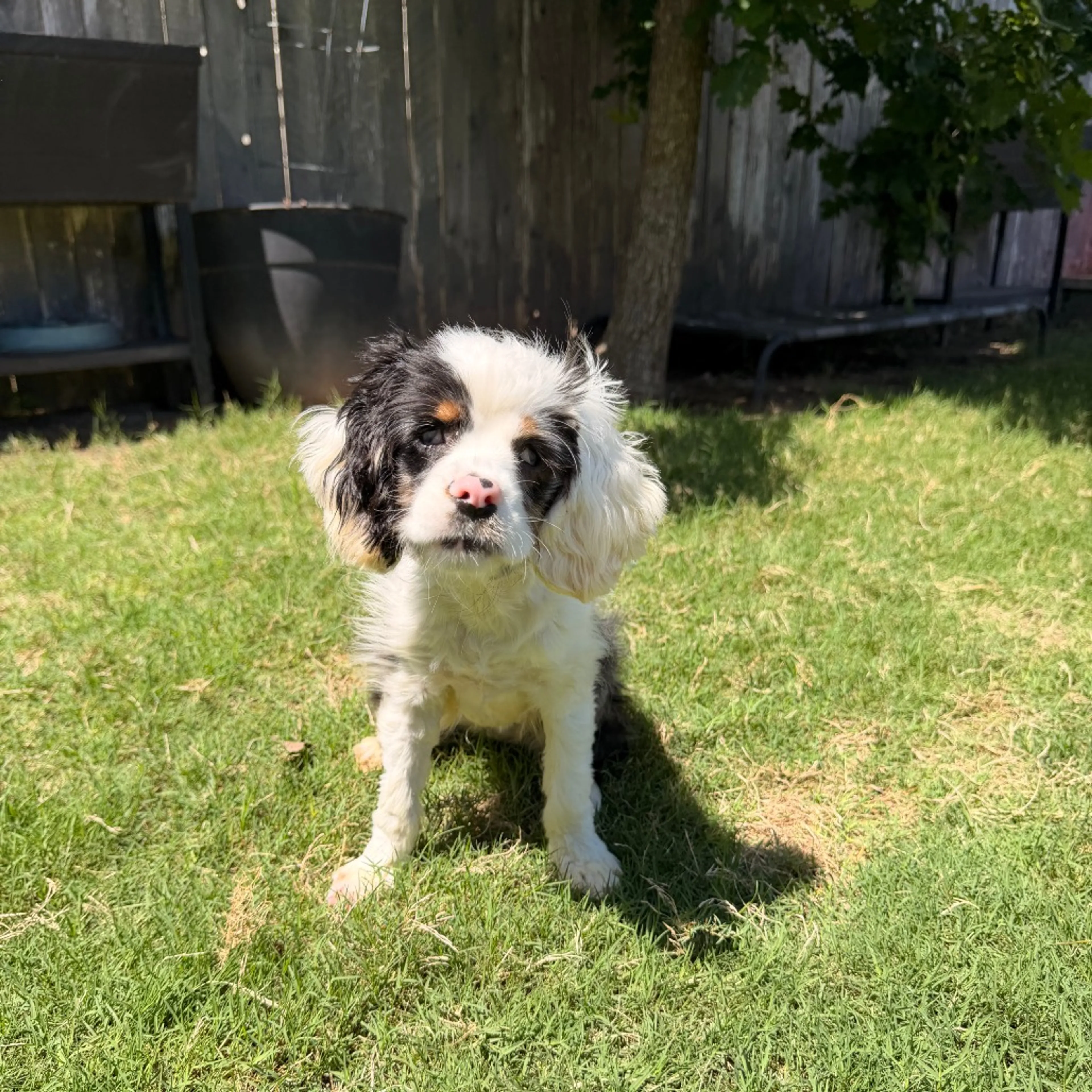 Found pet-6