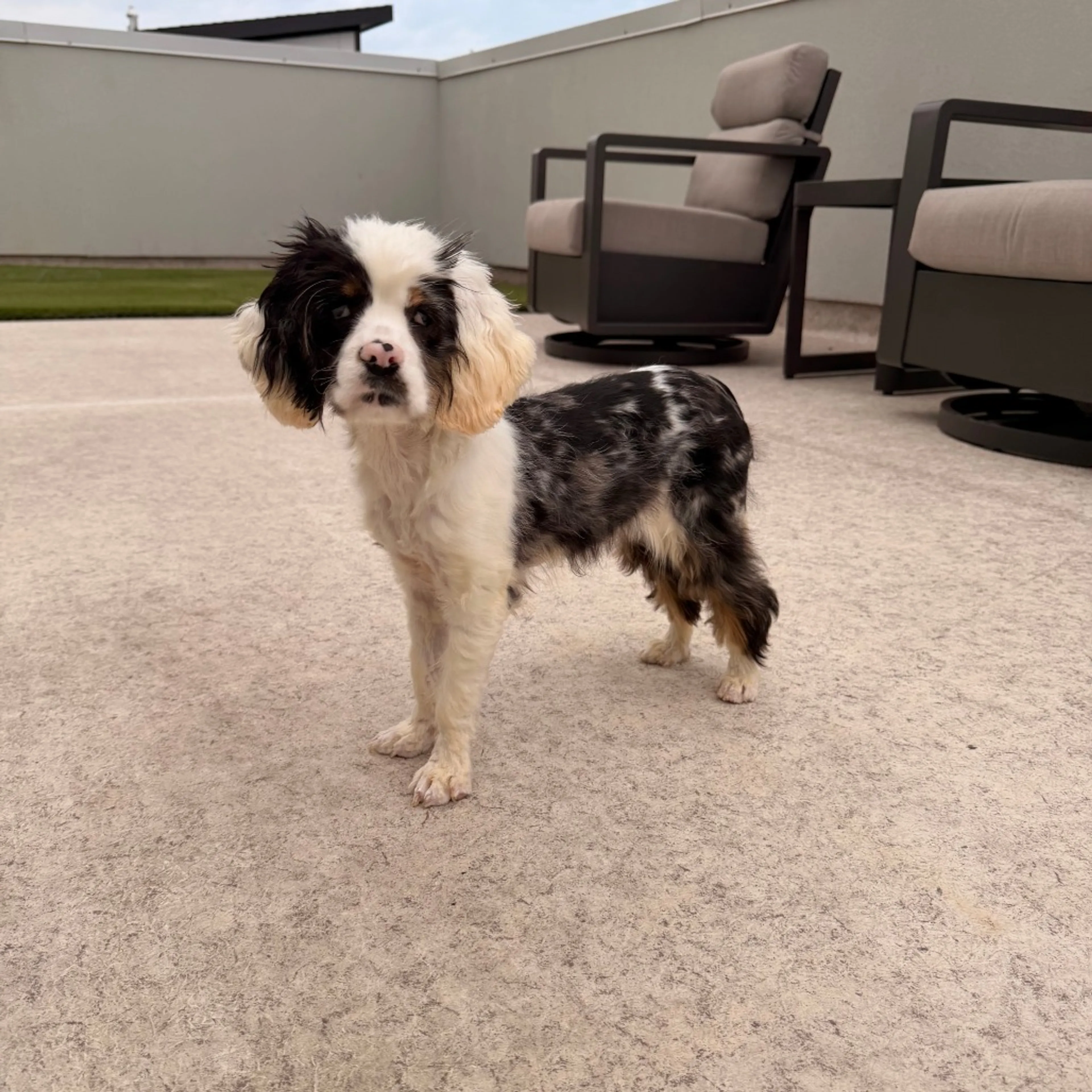 Found pet-8