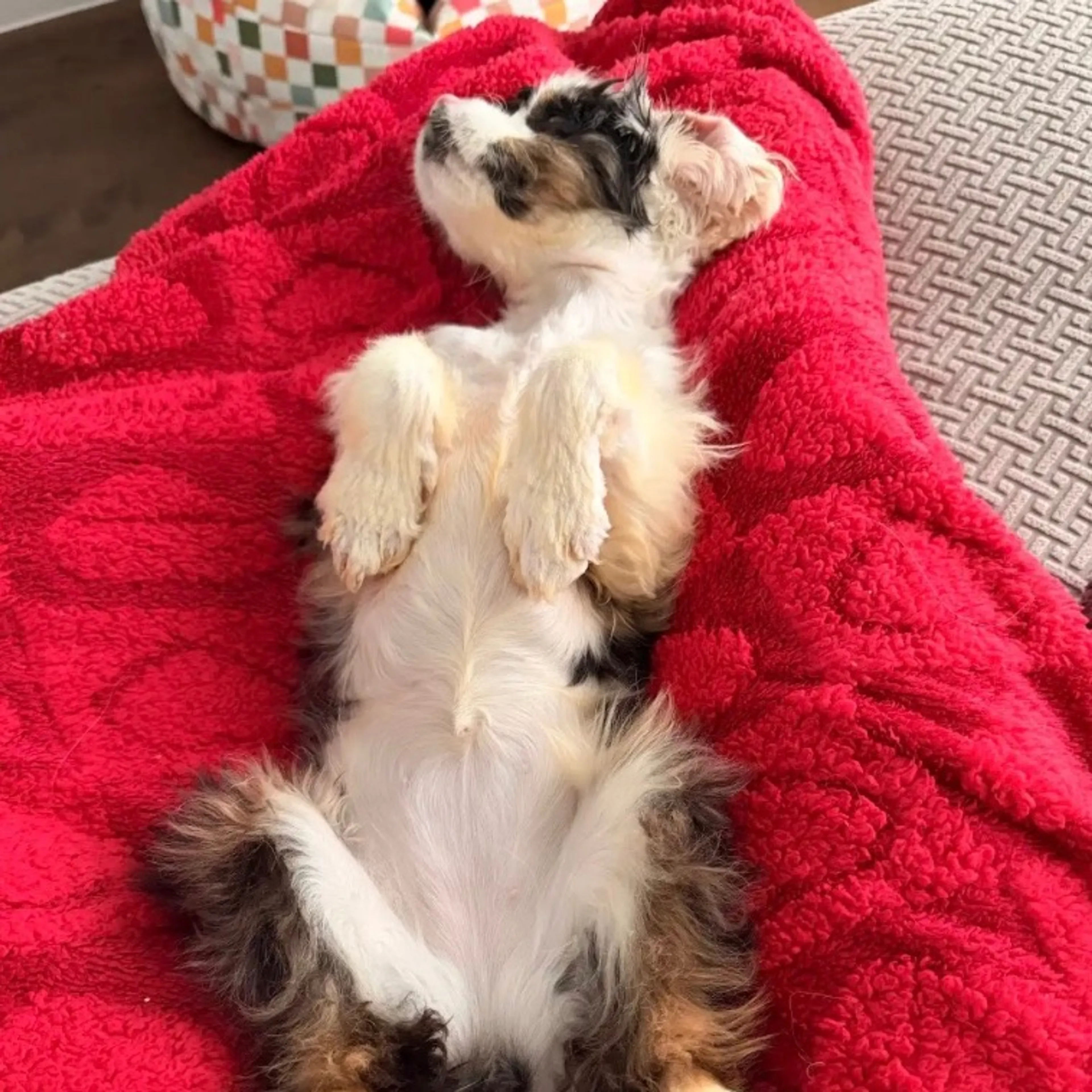 Found pet-4