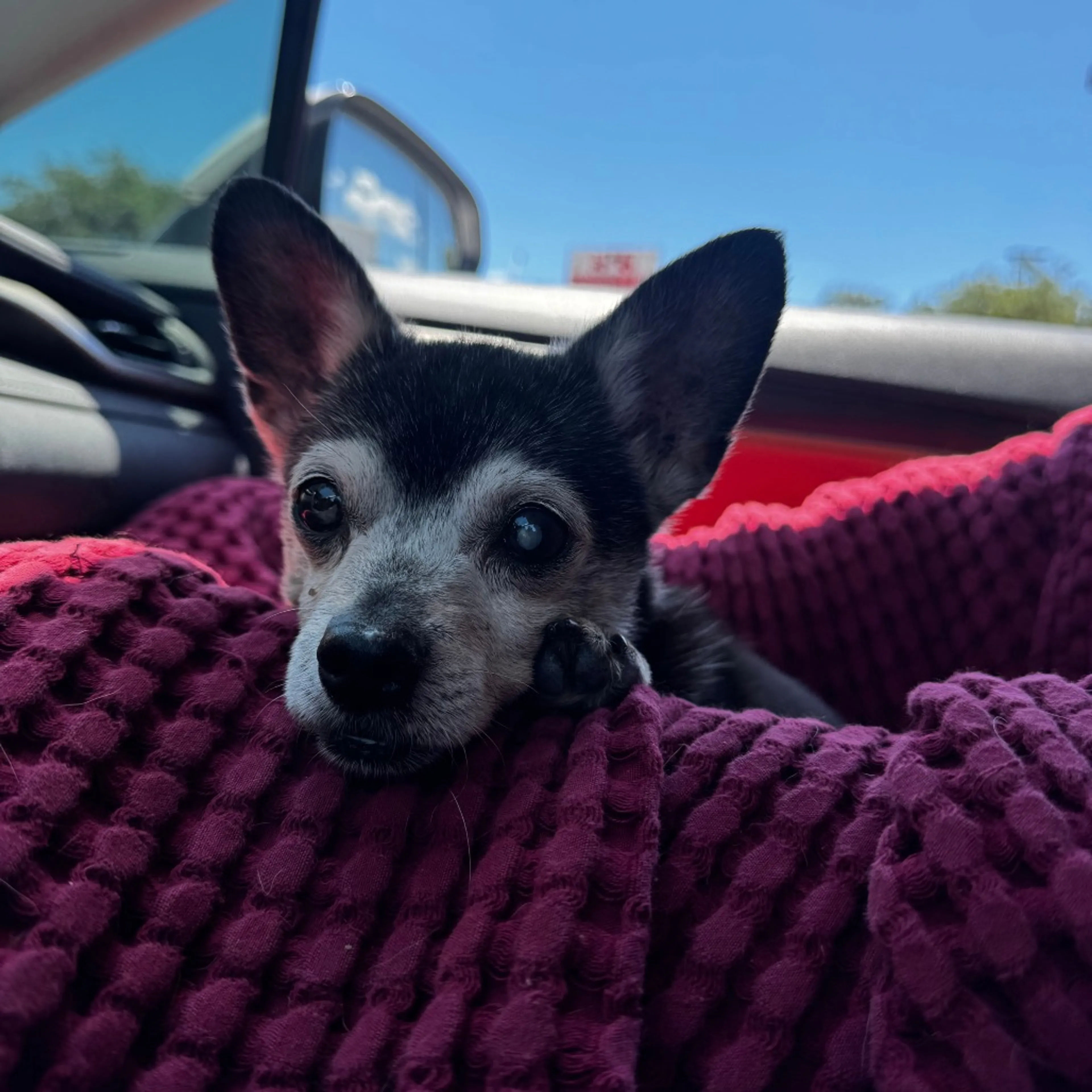 Found pet-2