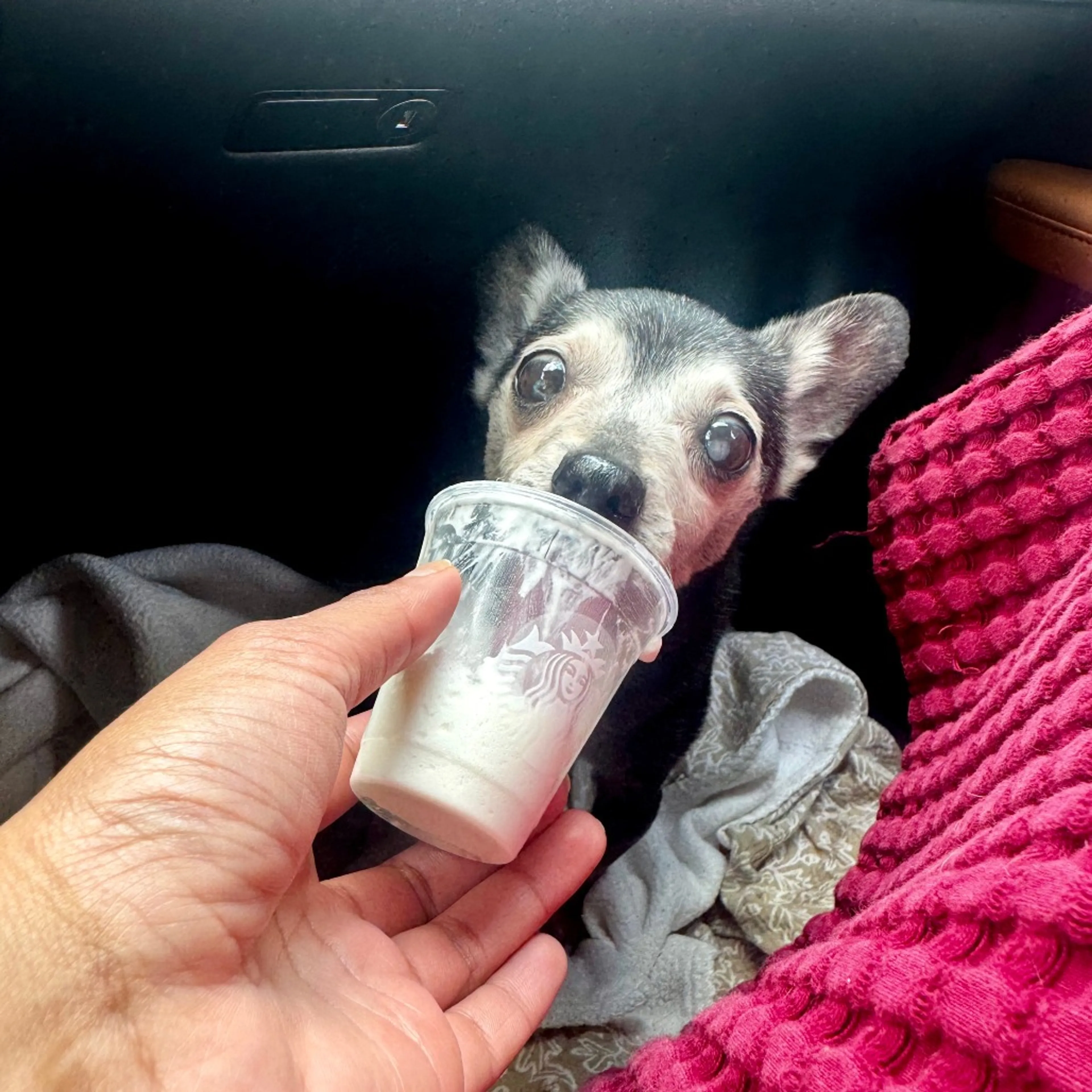 Found pet-4