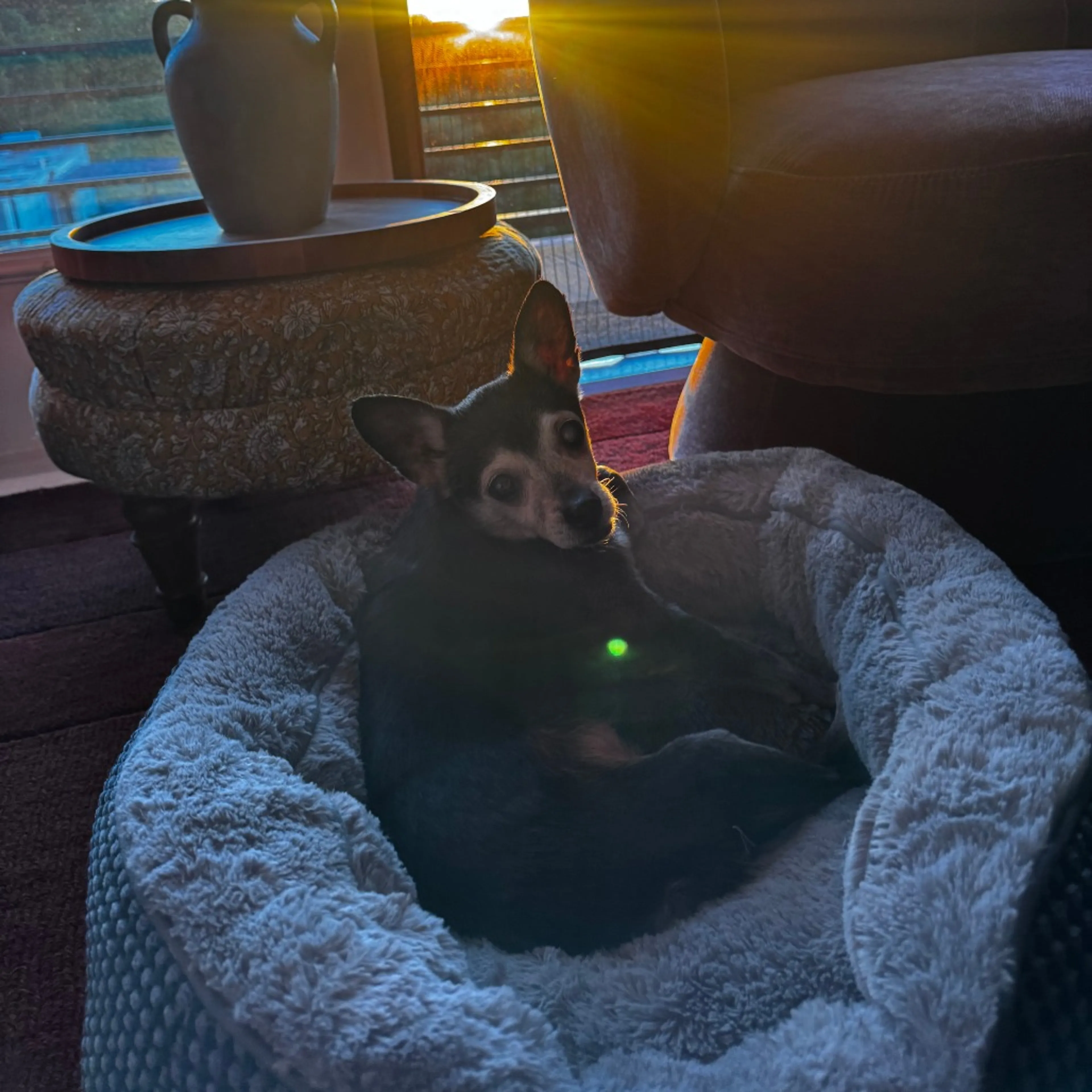 Found pet-1