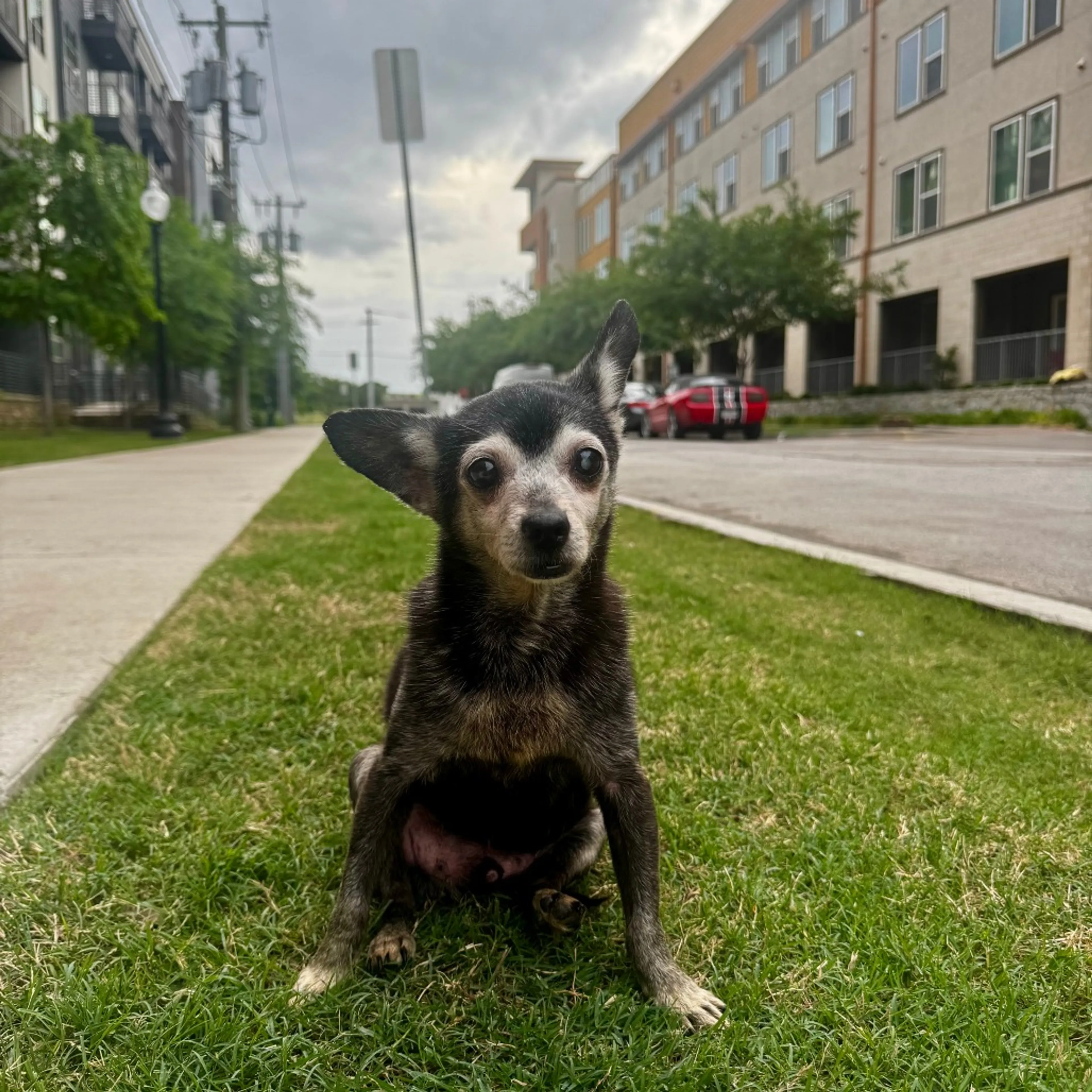 Found pet-3