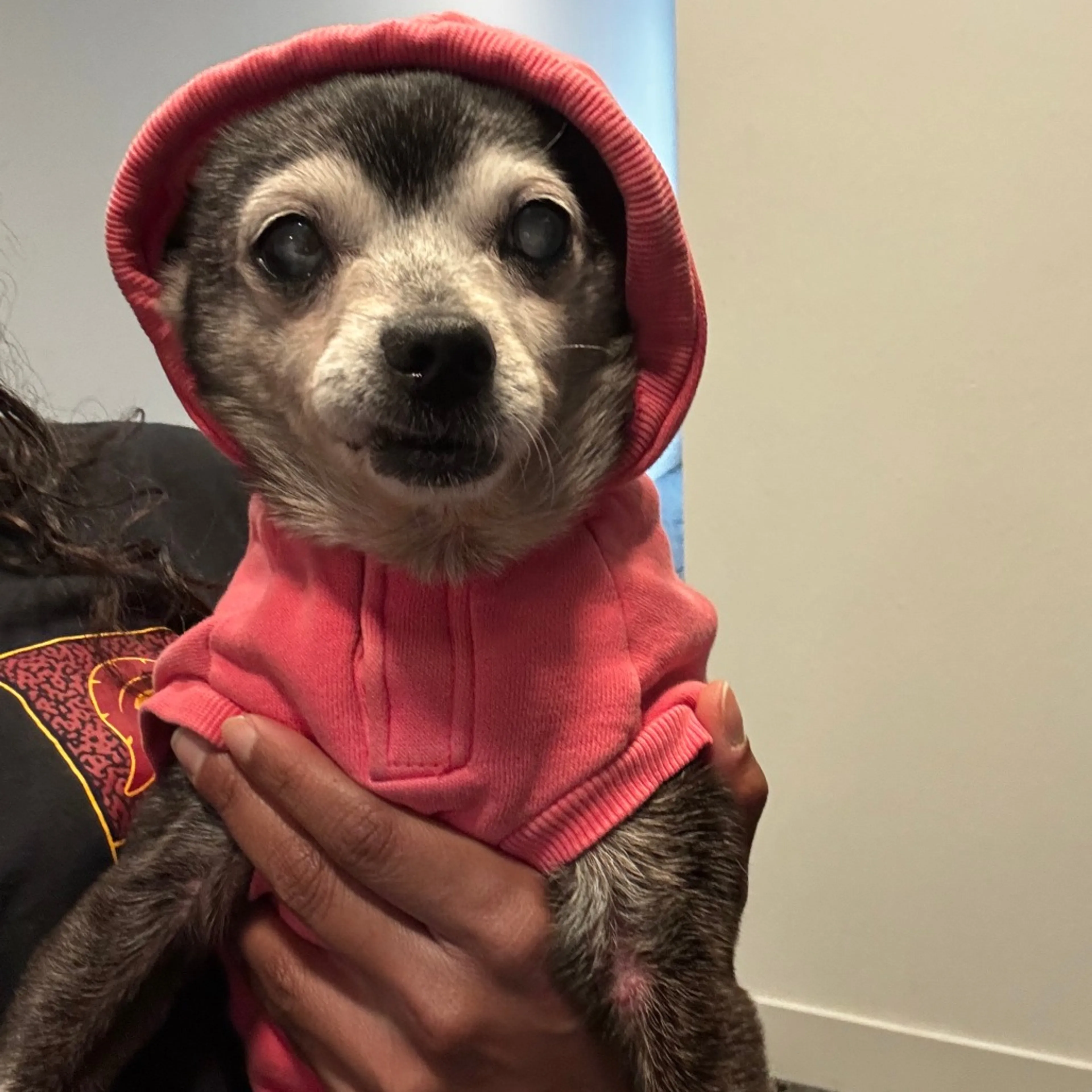 Found pet-6