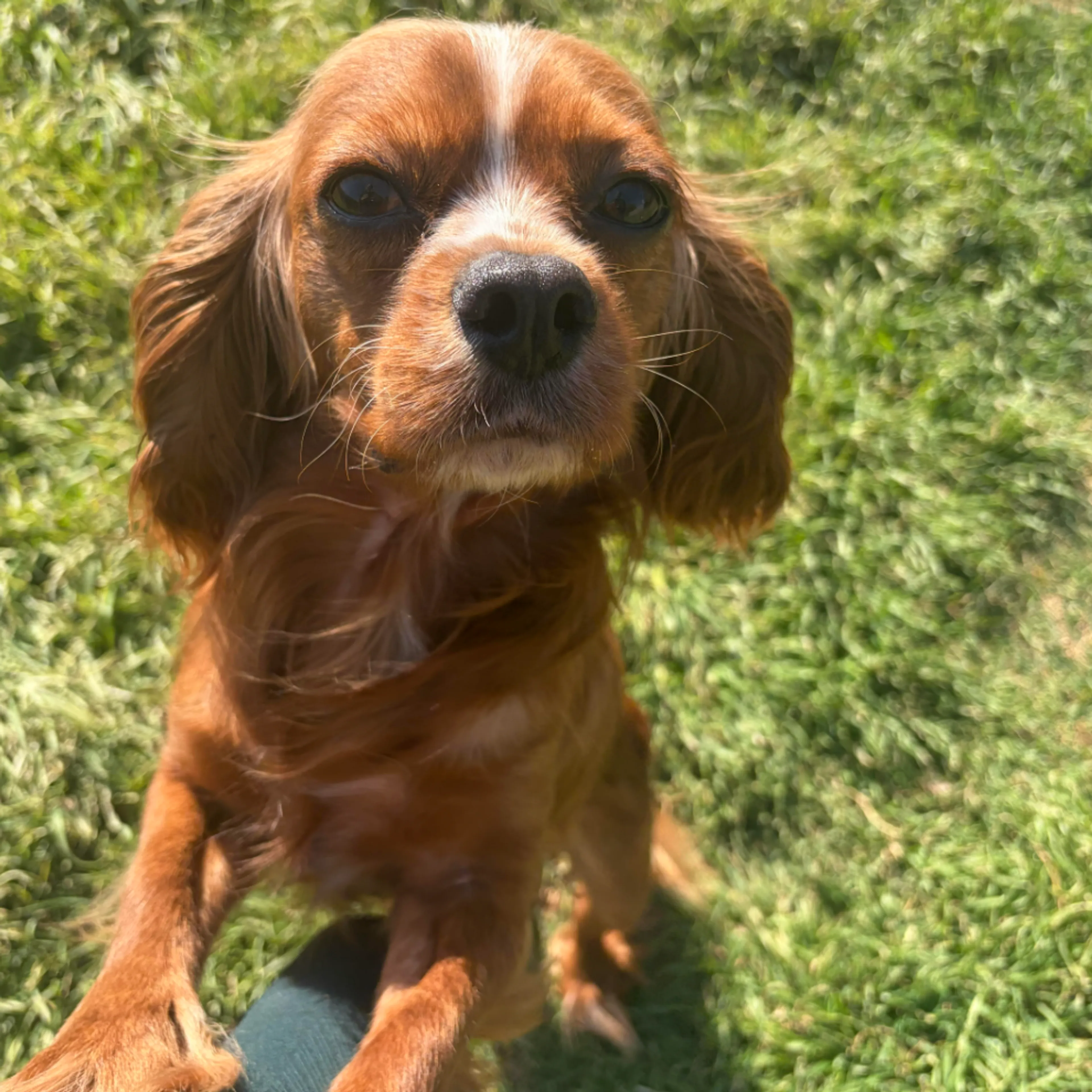 Found pet