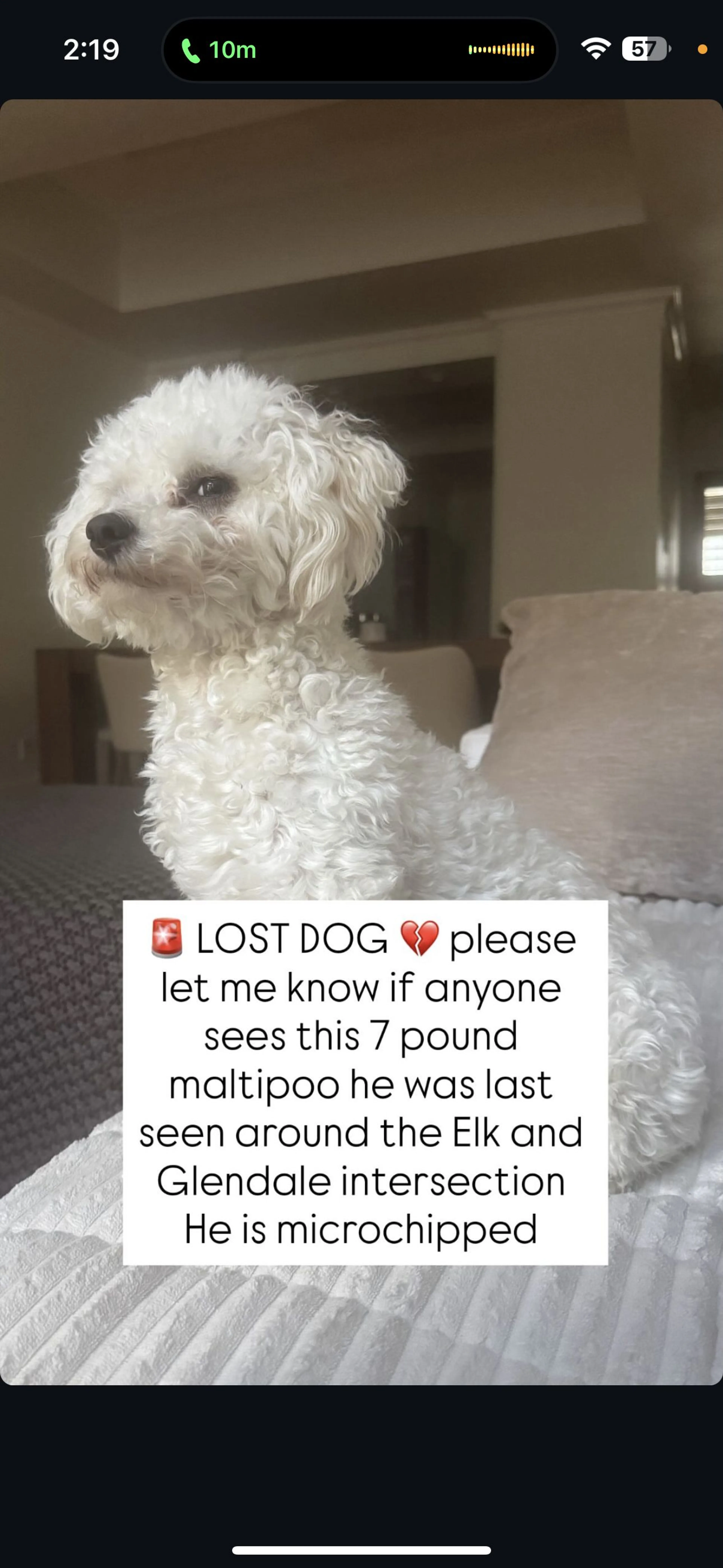 Lost pet