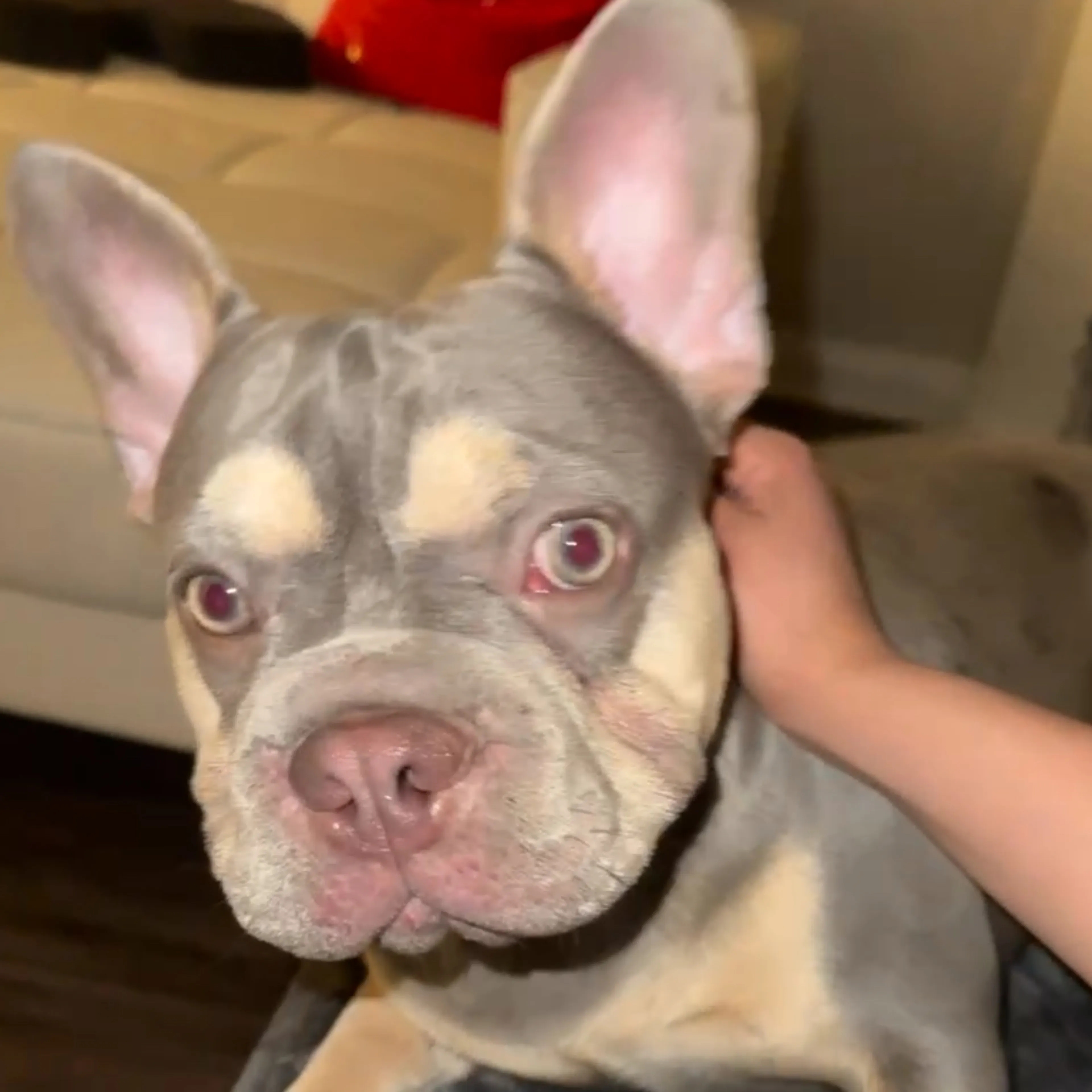 Lost pet-2