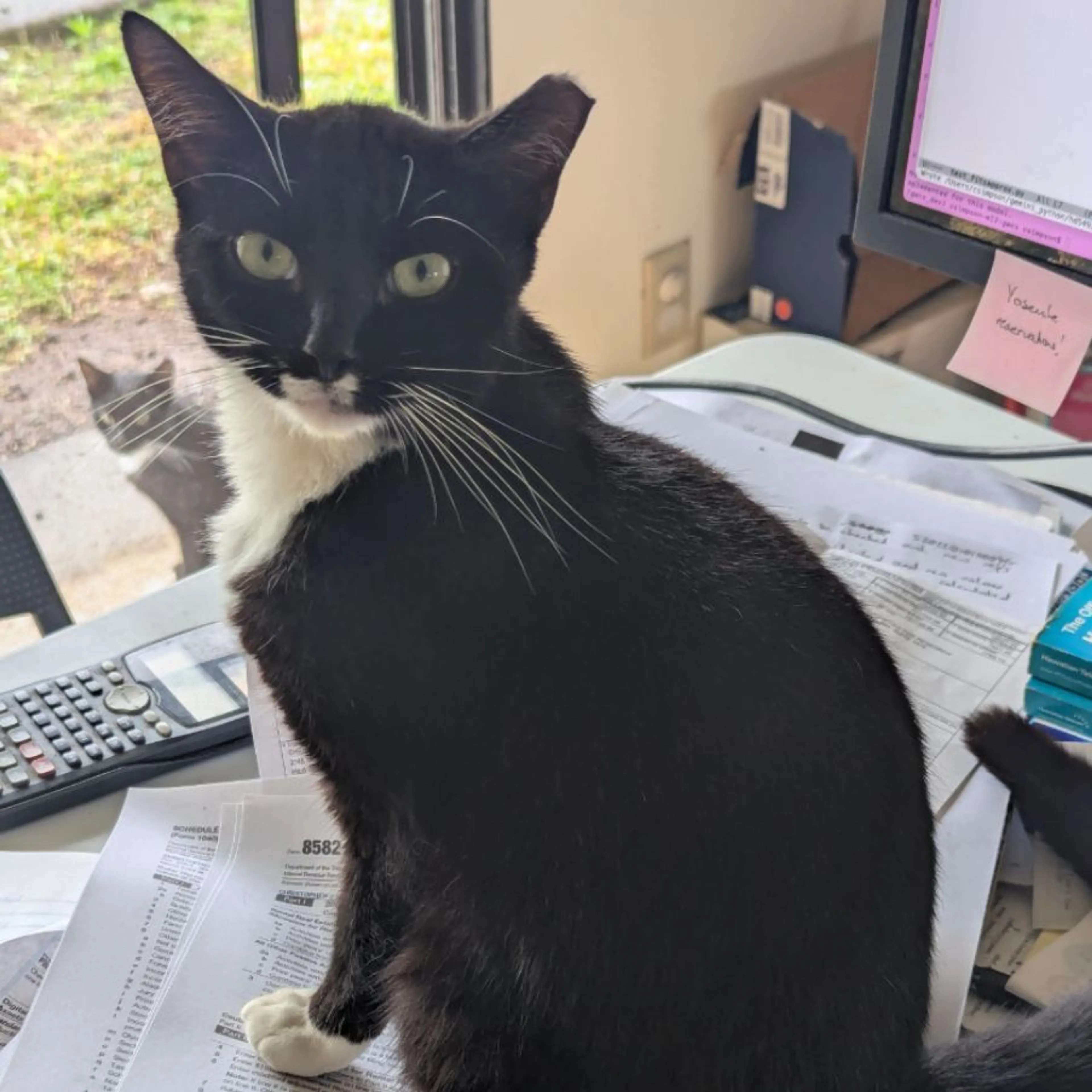 Lost pet