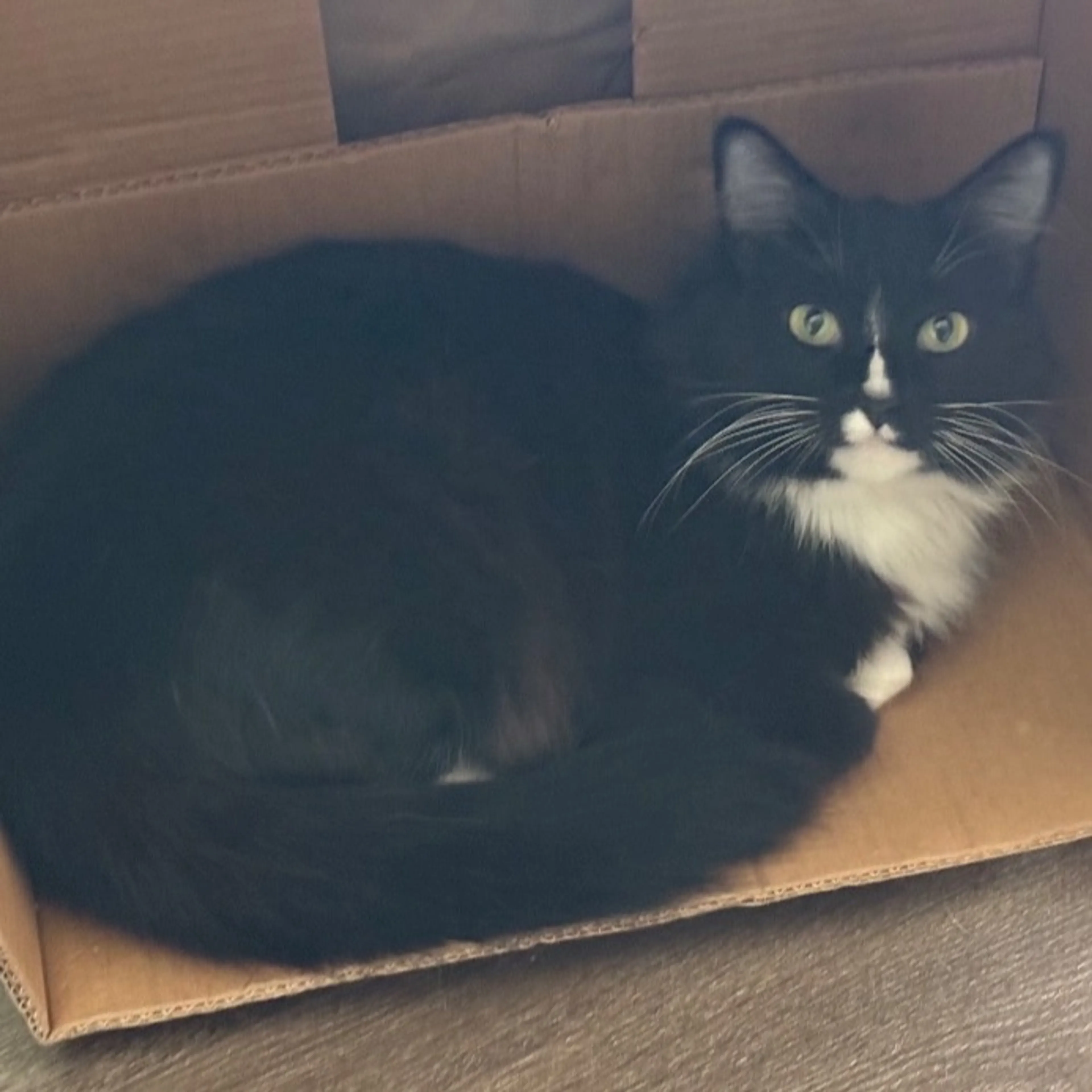 Lost pet