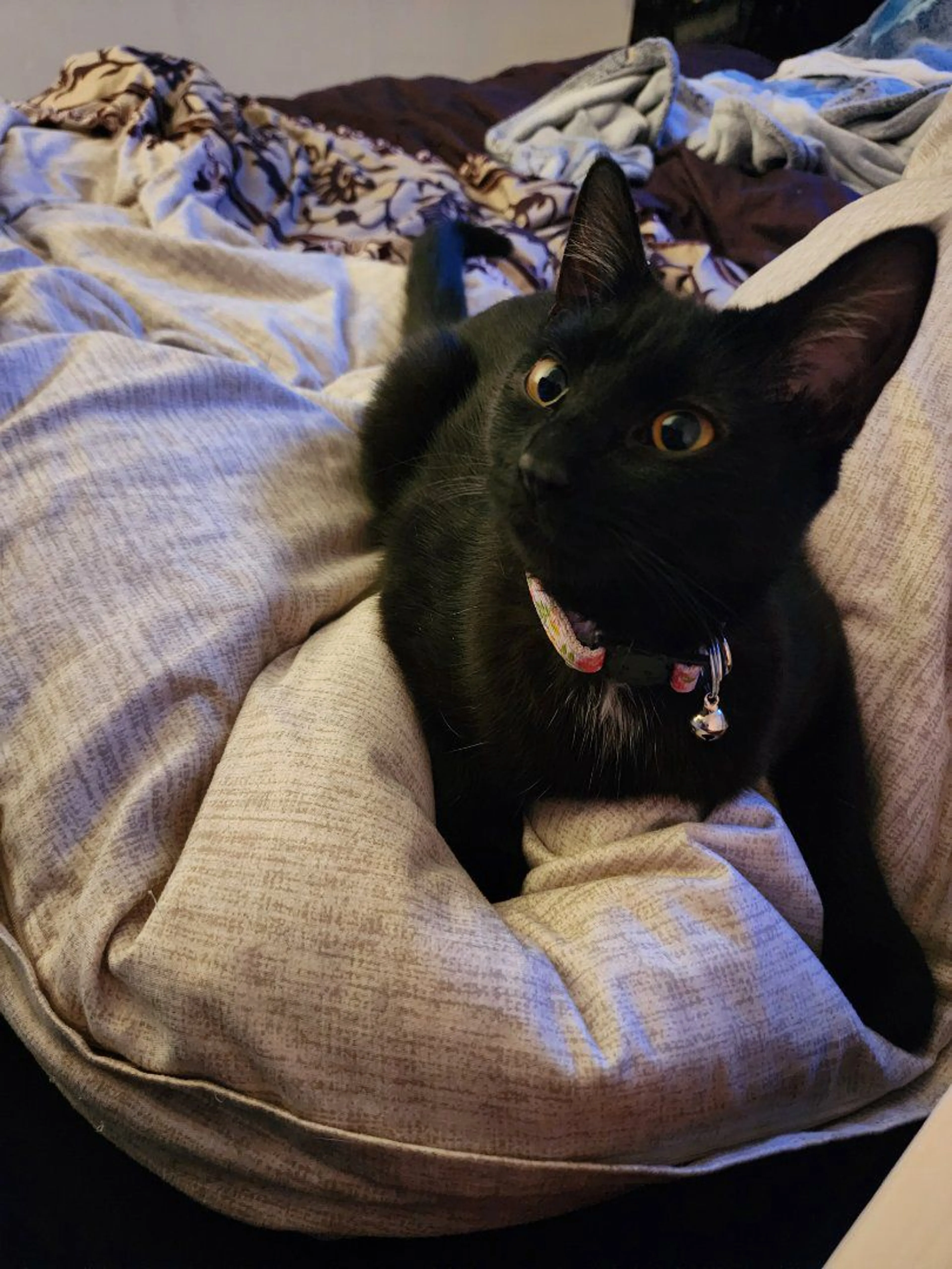 Lost pet