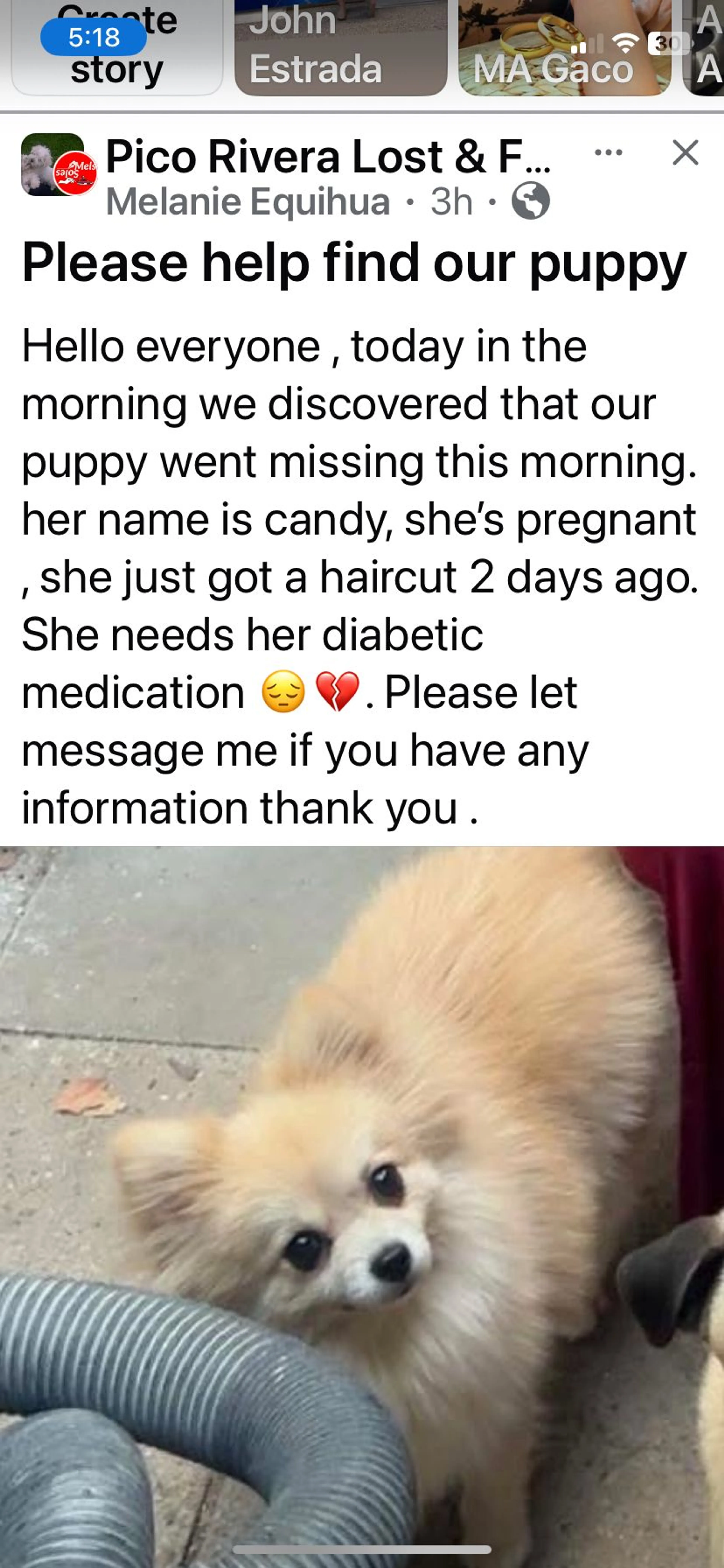 Lost pet