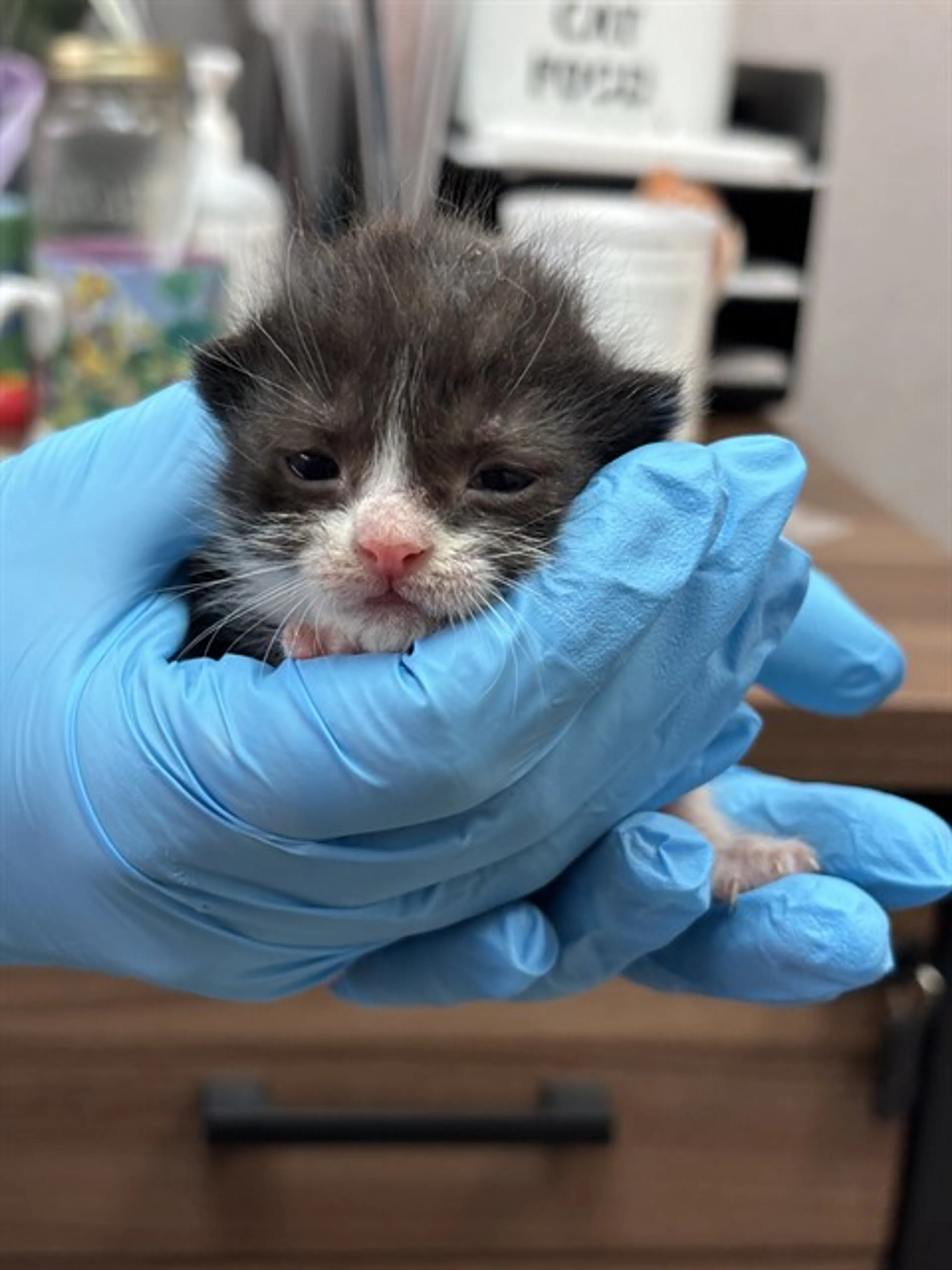 Found pet
