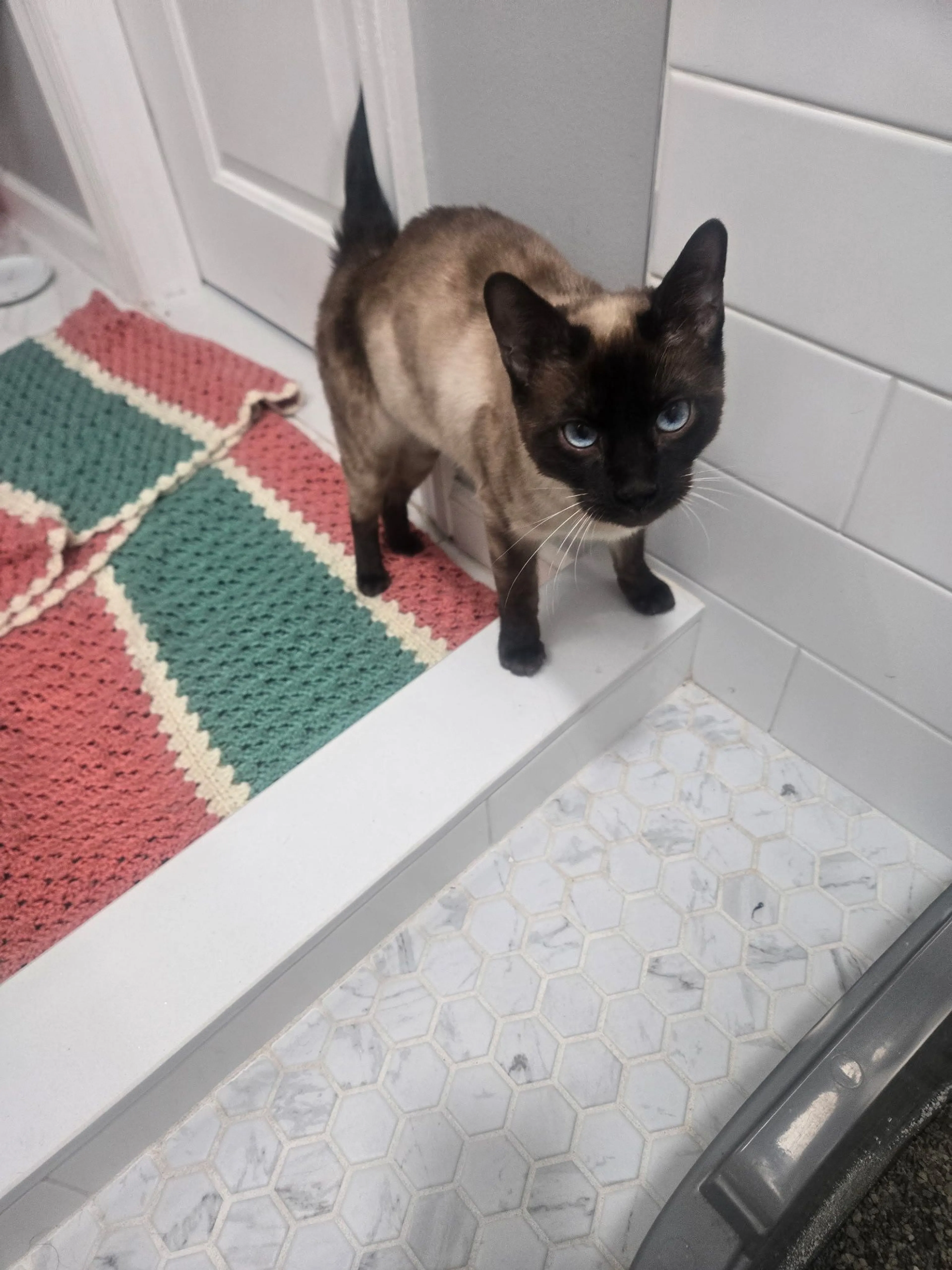 Lost pet