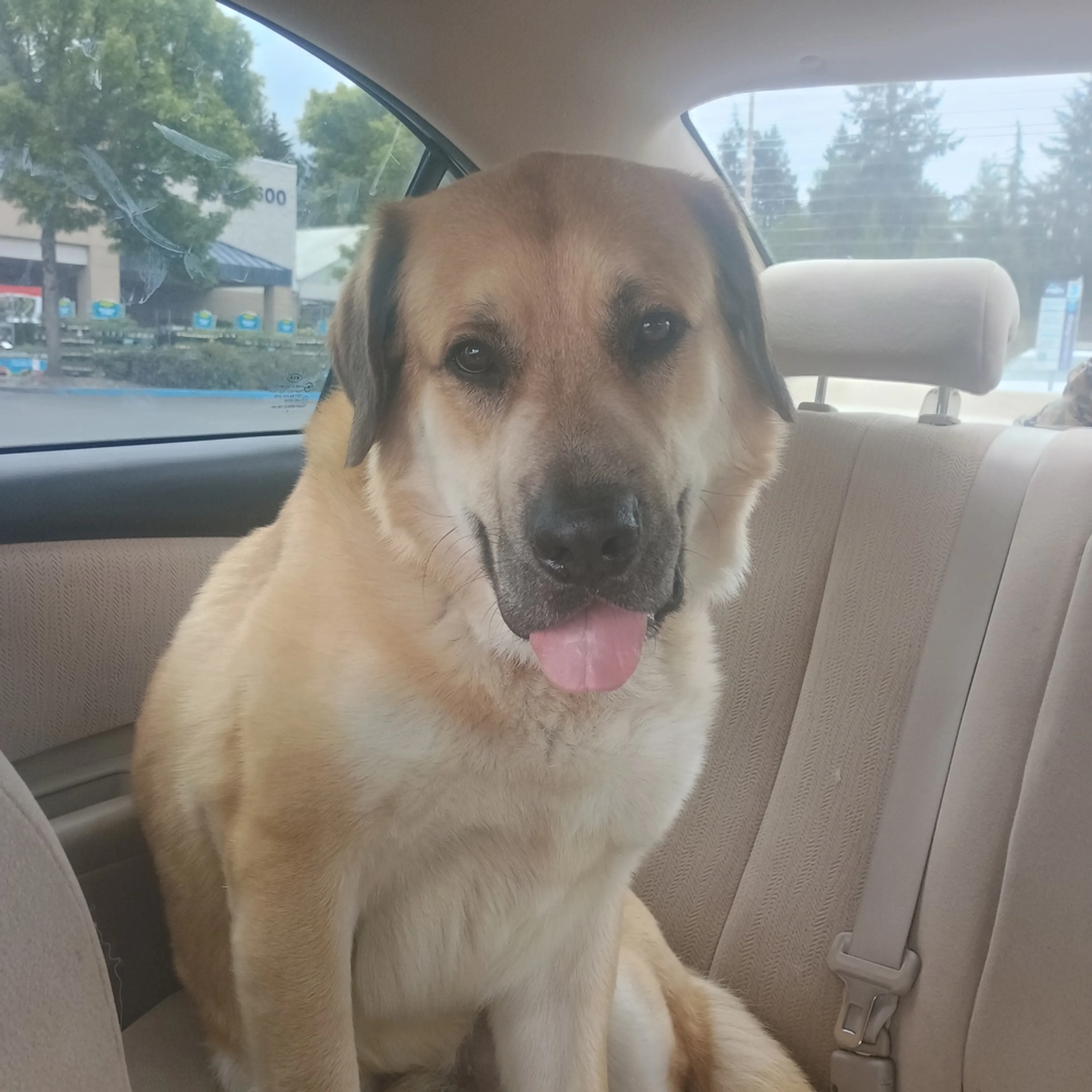 Found pet-3