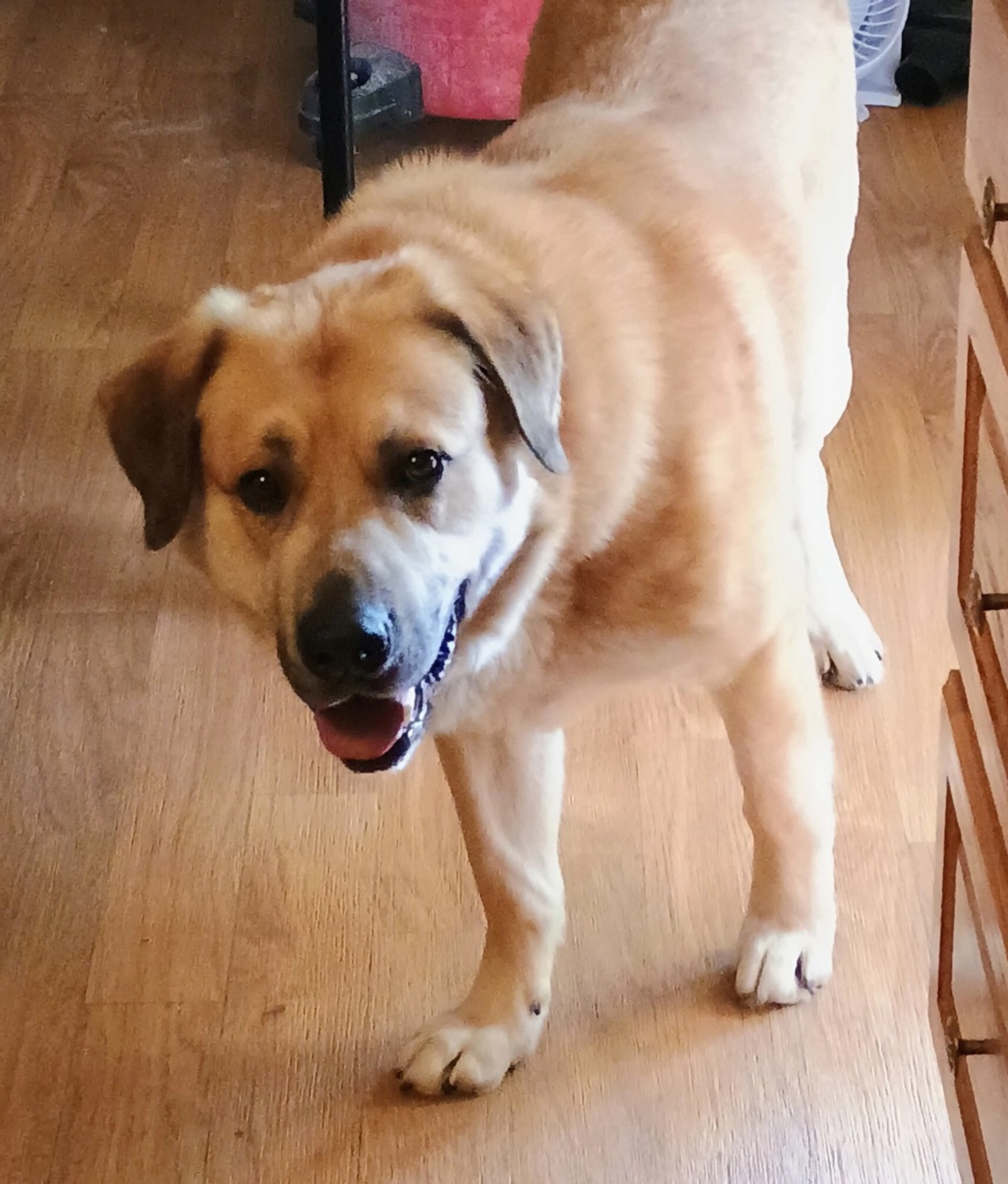 Found pet-1