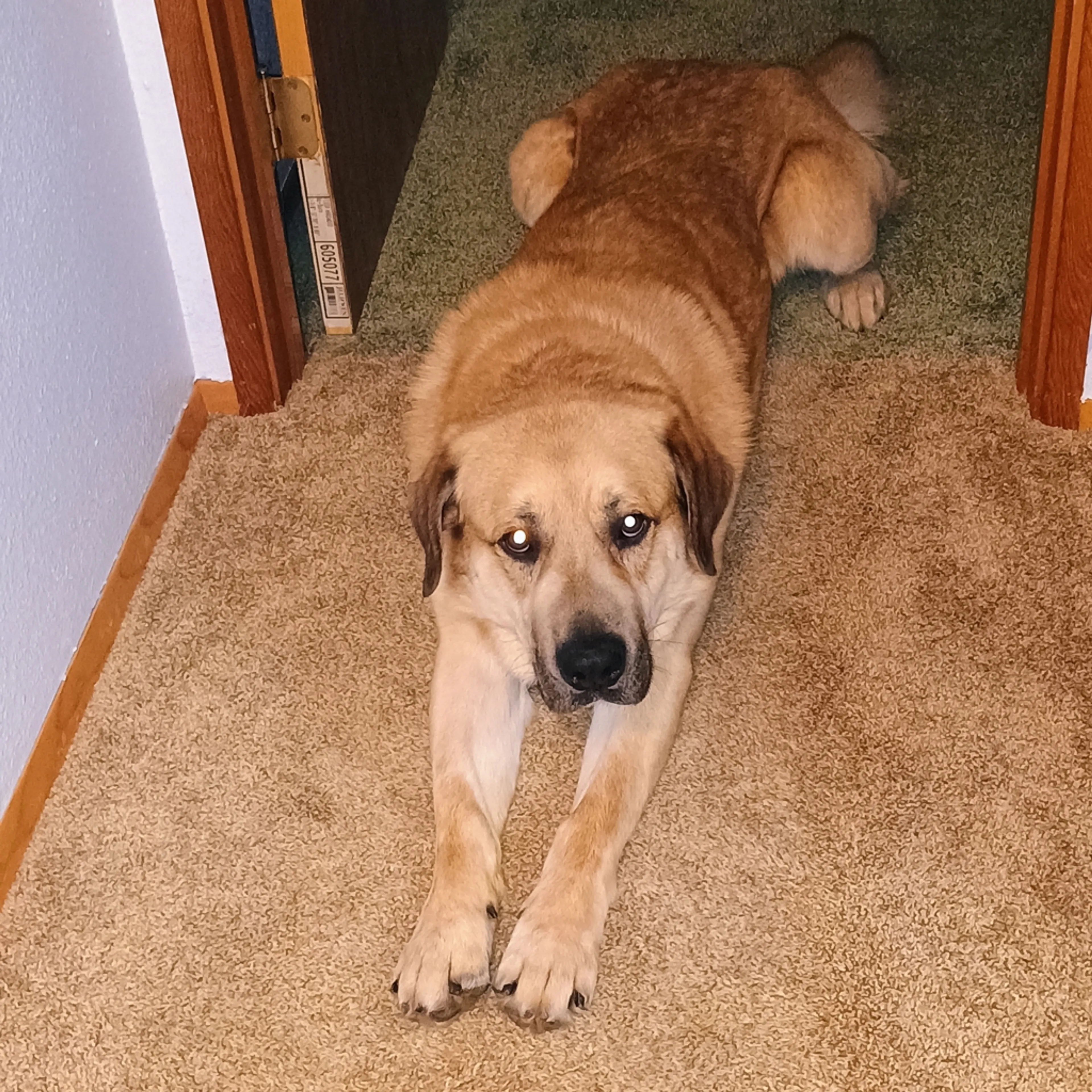 Found pet-5